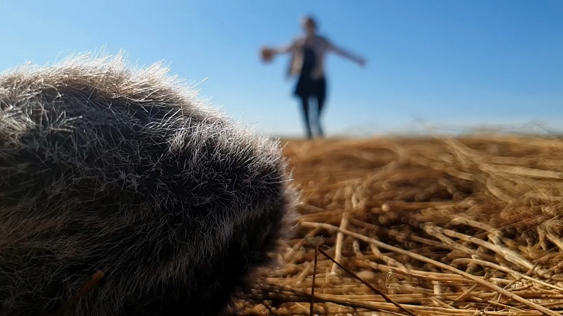 'REMNANT' - comedic short