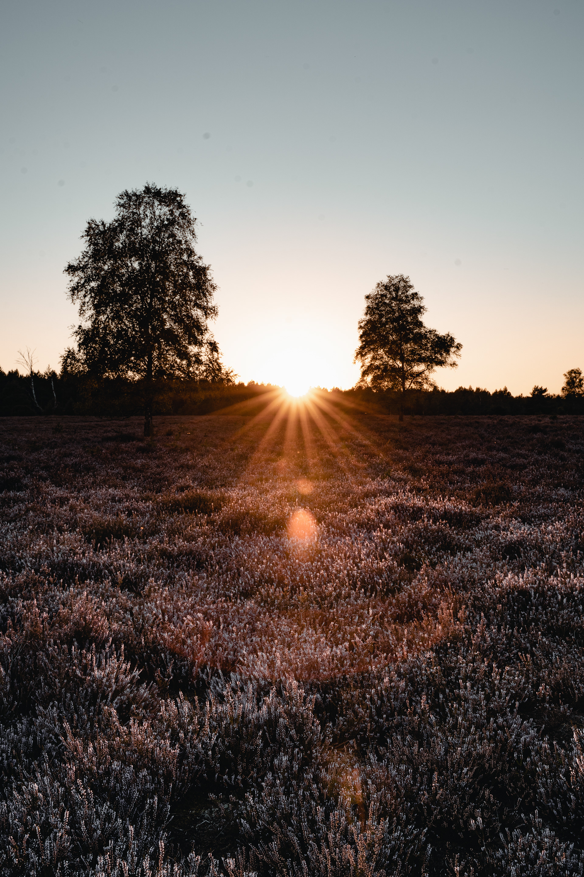 Lüneburger Heide, Germany