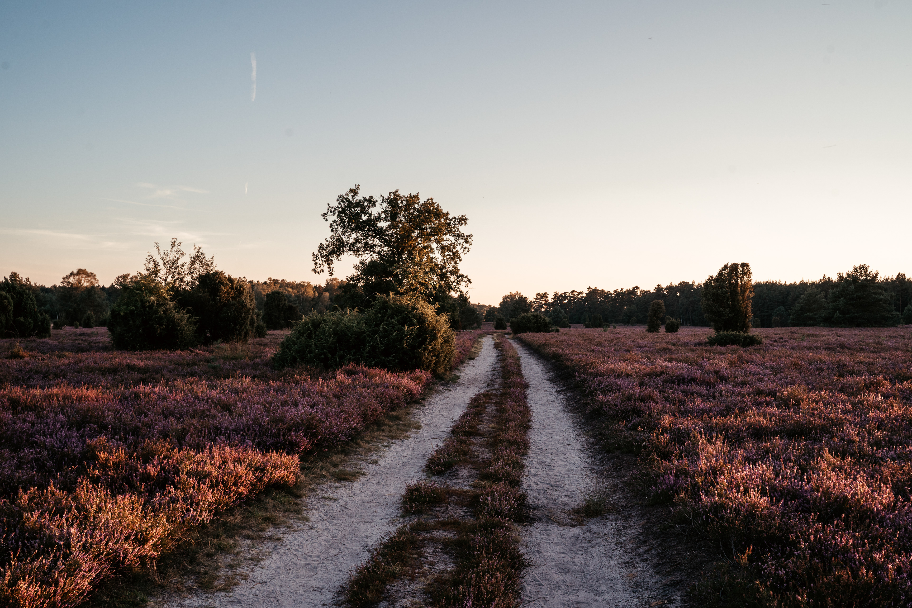 Lüneburger Heide, Germany