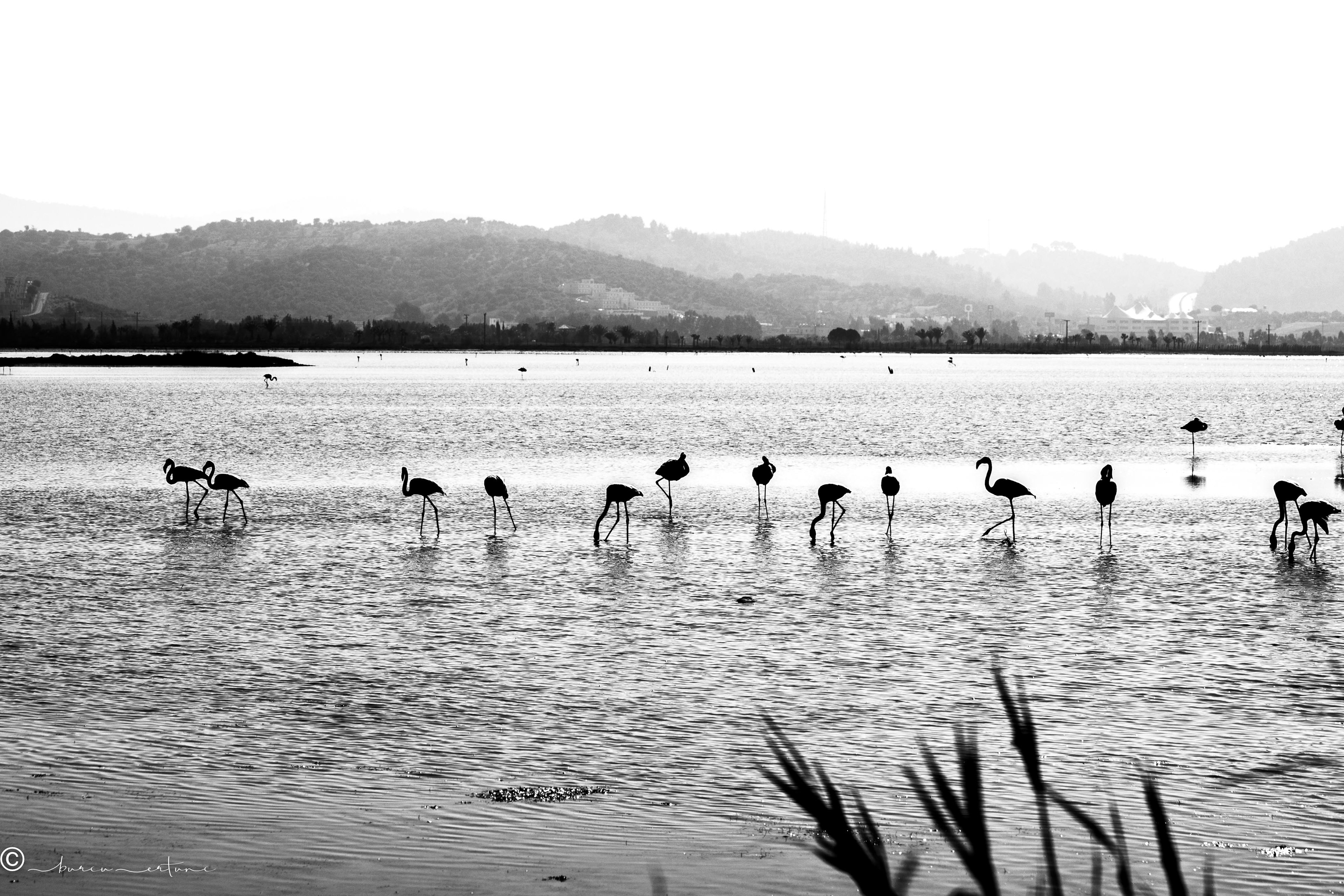 The Bargilya Tuzla Wetland, which is a feeding, sheltering and breeding ground for many different bird species, began to die out due to the excessive construction around it and the wastes in the streams. Despite being a natural park, hunting continues at full speed. For this reason, hunting in this region should be completely banned. In addition, septic tank waters are flowing and illegal construction continues in the region, a part of which has been declared a strictly protected area by the Presidential decree. Bodrum, Turkey