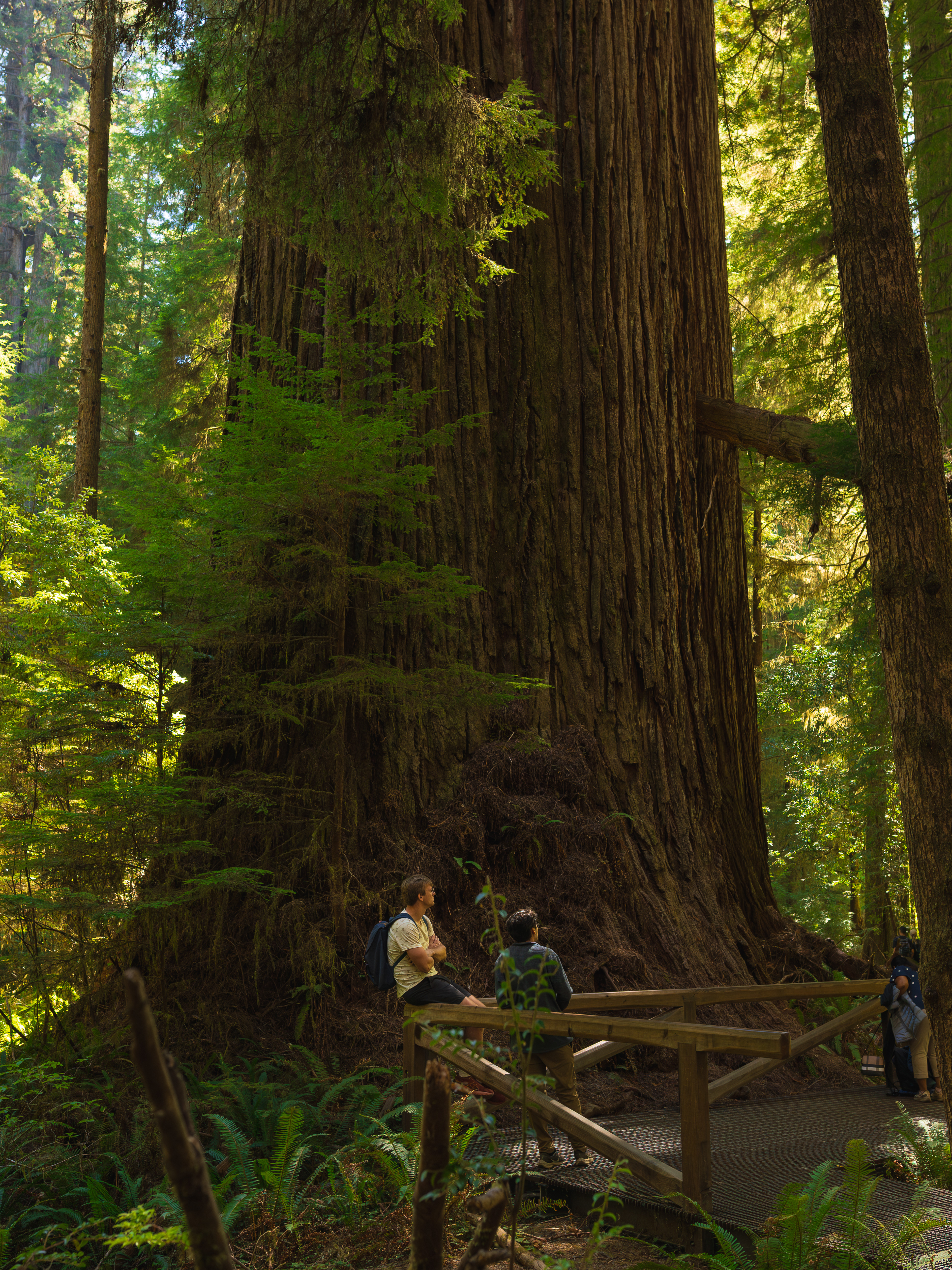 Jedidiah Smith Redwoods State Park