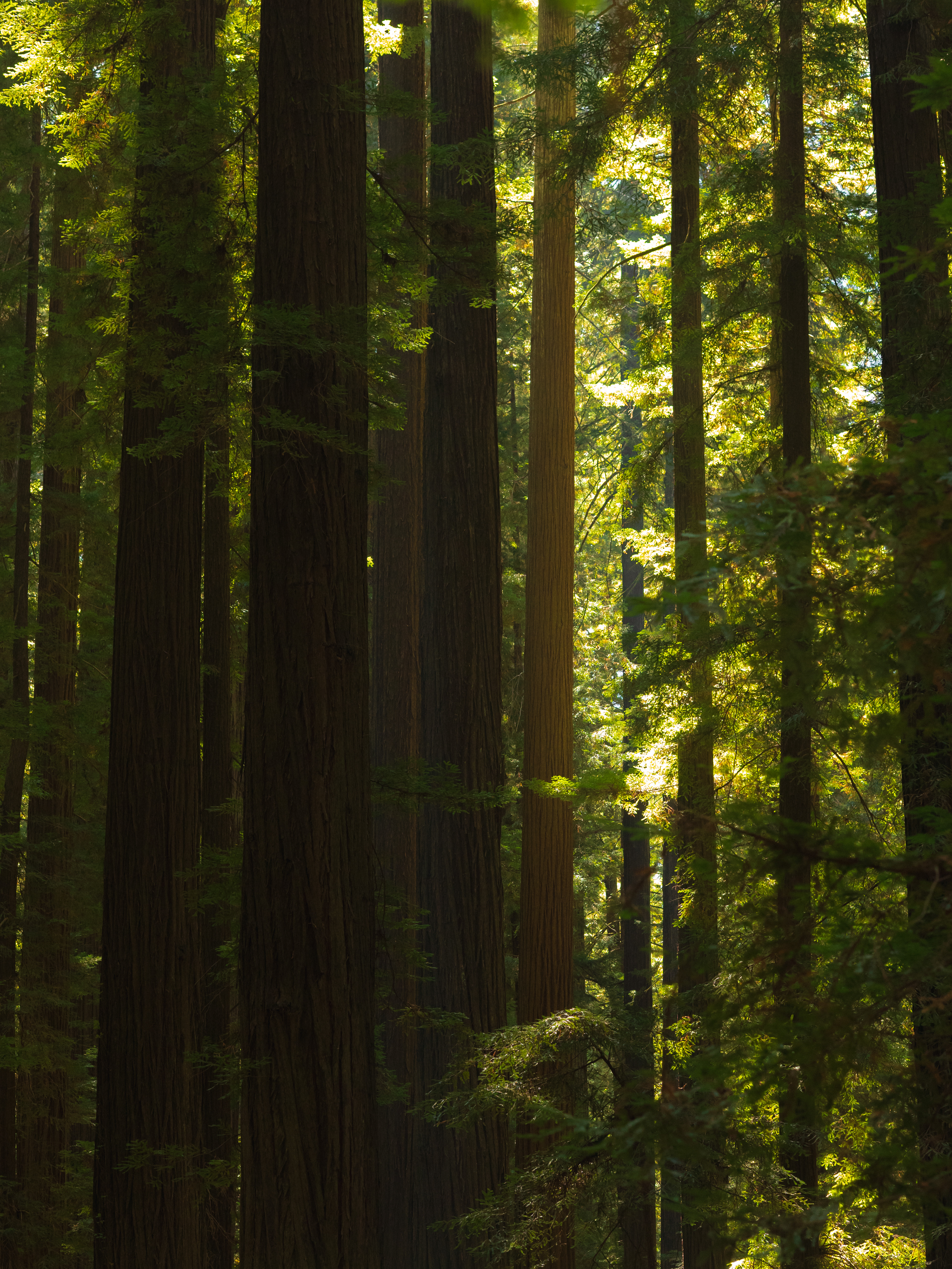 Jedidiah Smith Redwoods State Park
