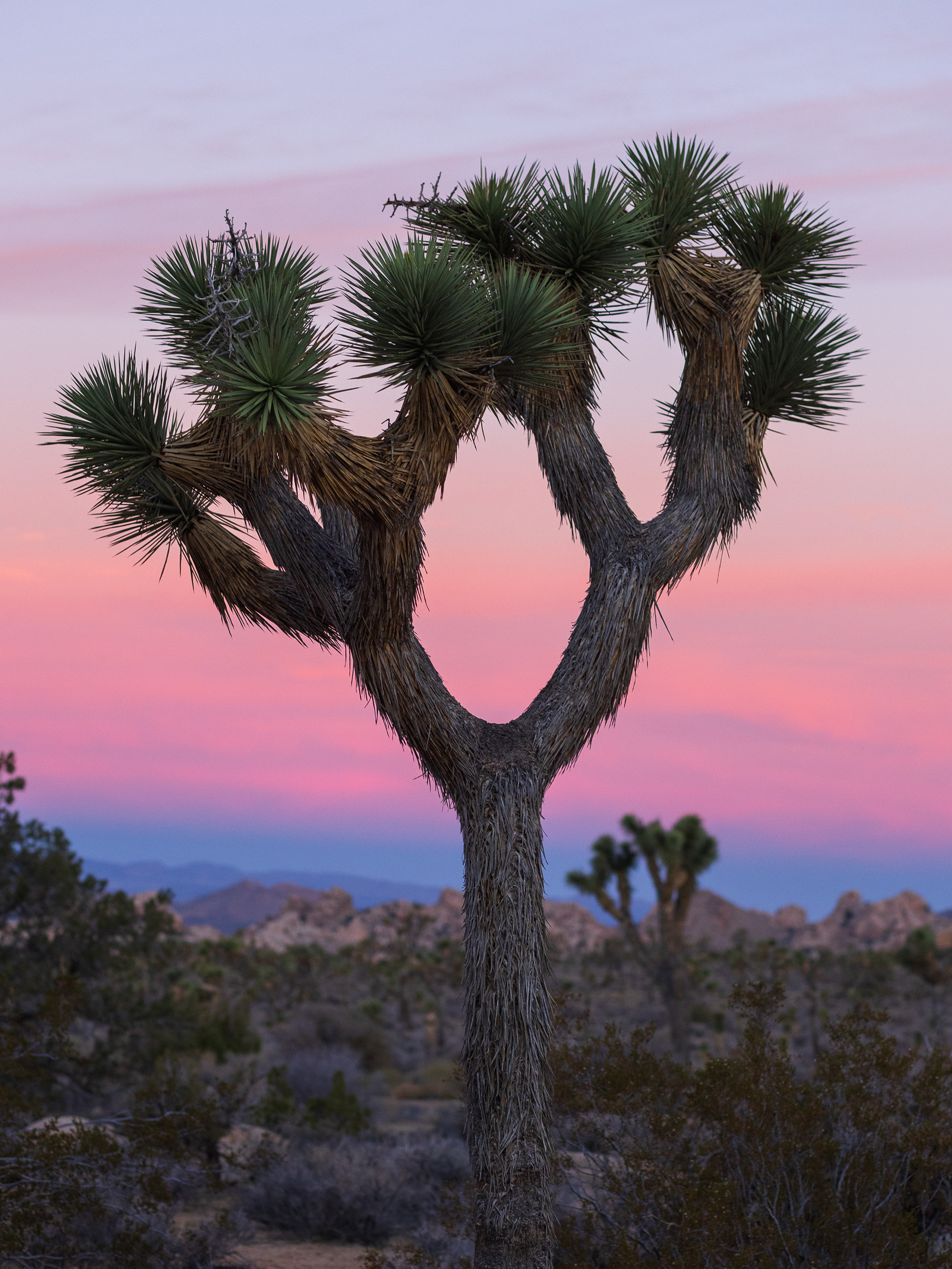Joshua Tree National Park