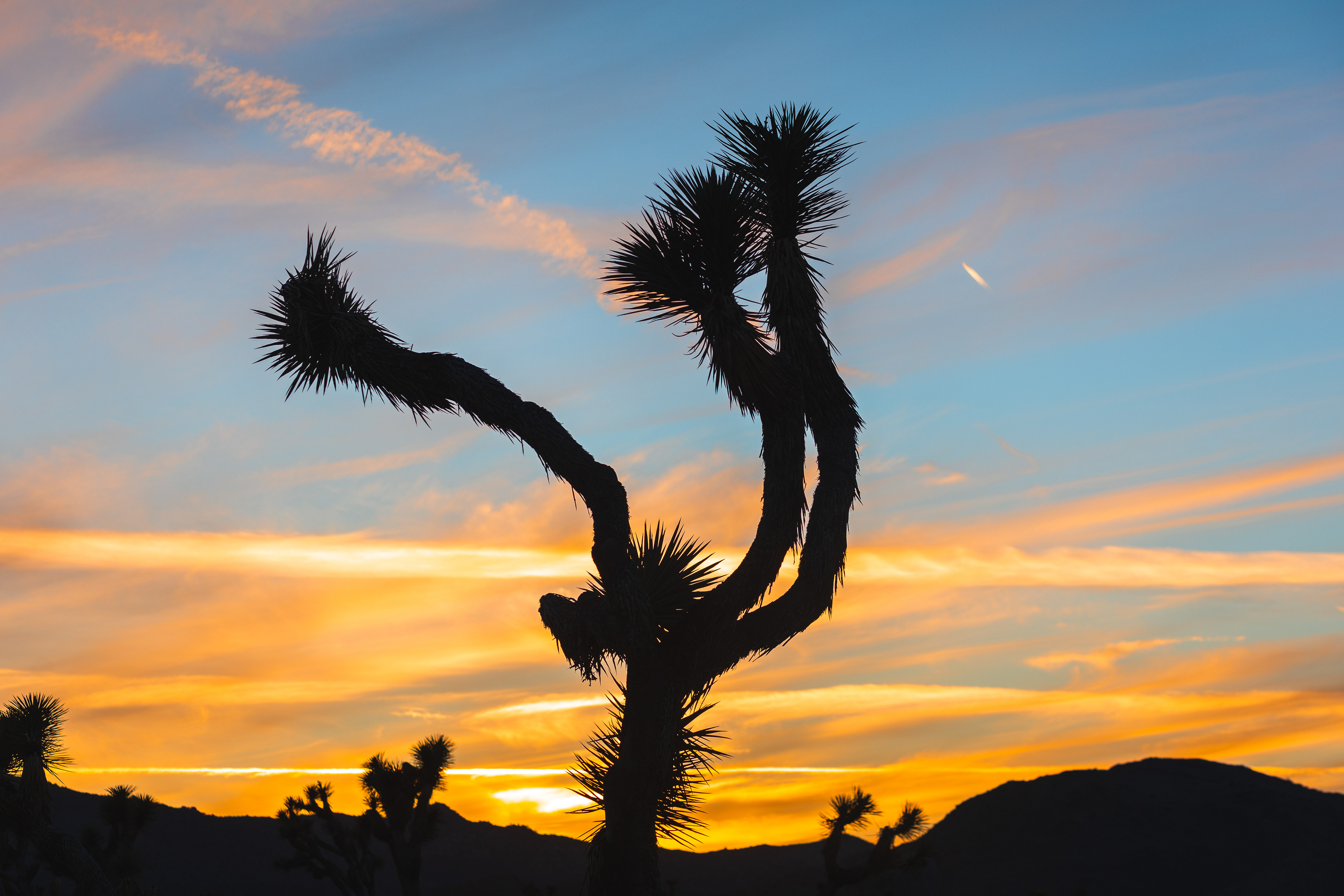 Joshua Tree National Park
