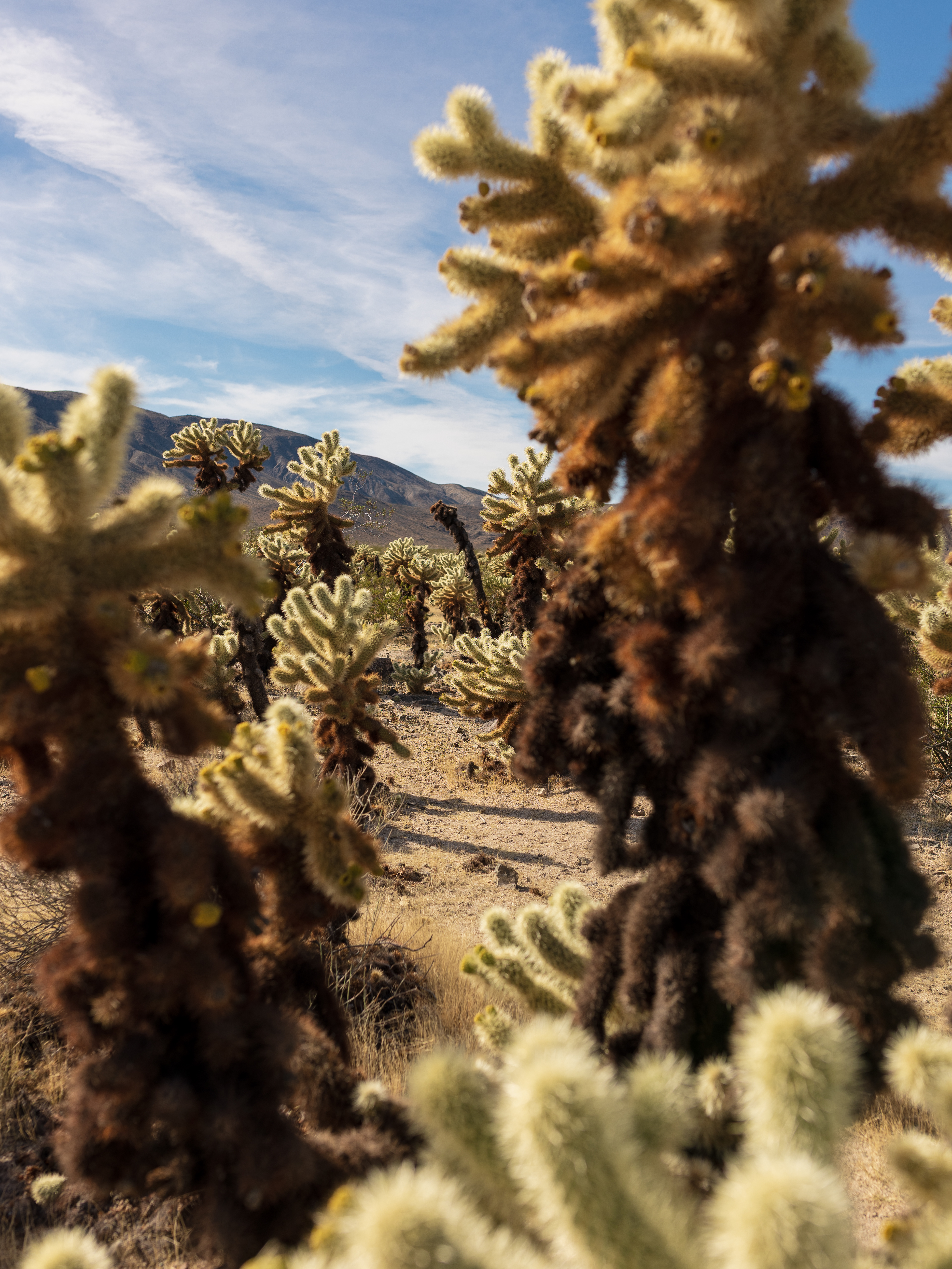 Joshua Tree National Park