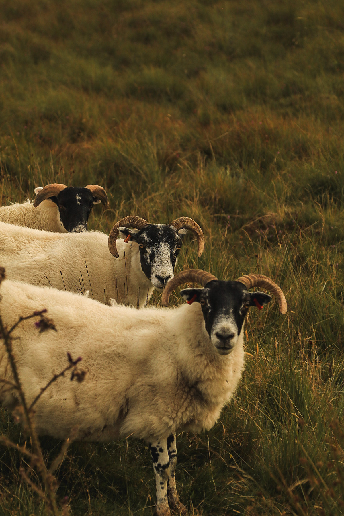 Isle of Skye, Scotland