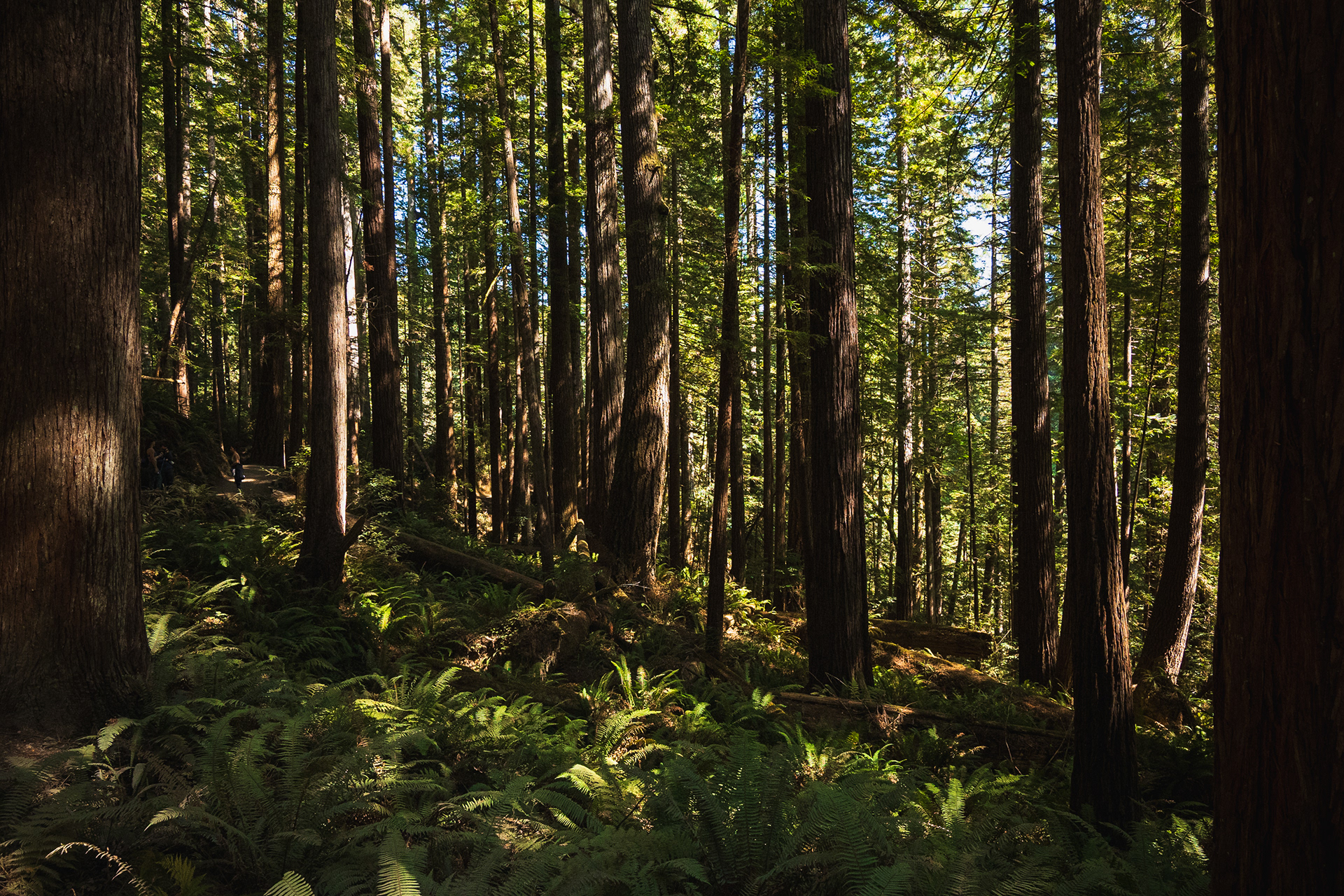 Jedidiah Smith Redwoods State Park