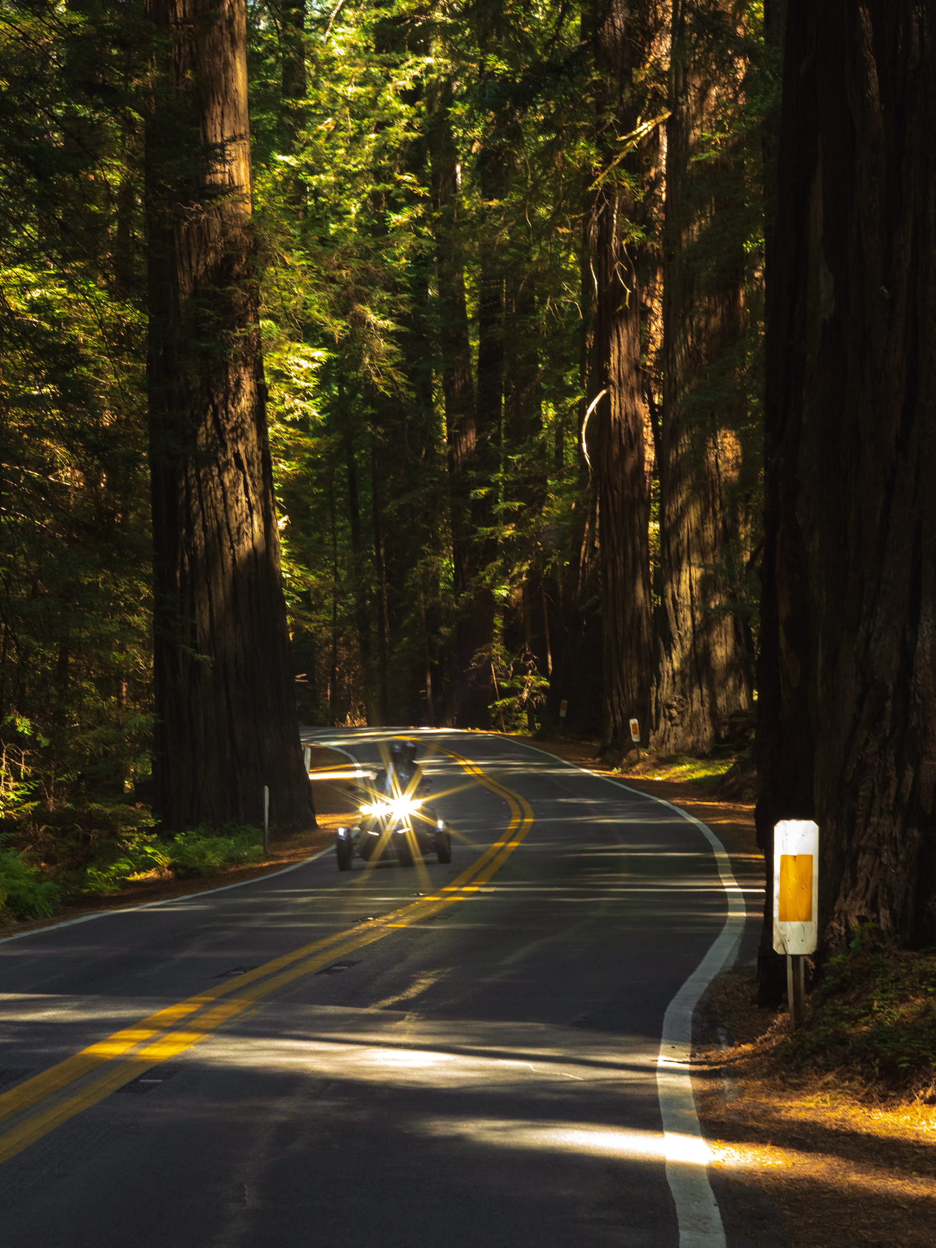 Avenue of the Giants