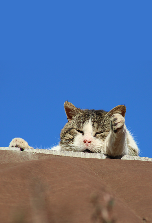 Photo de chat crée par Beevel