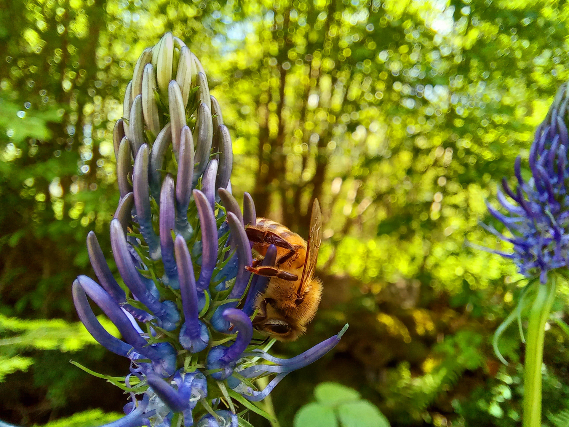 Photo d'abeille crée par Beevel