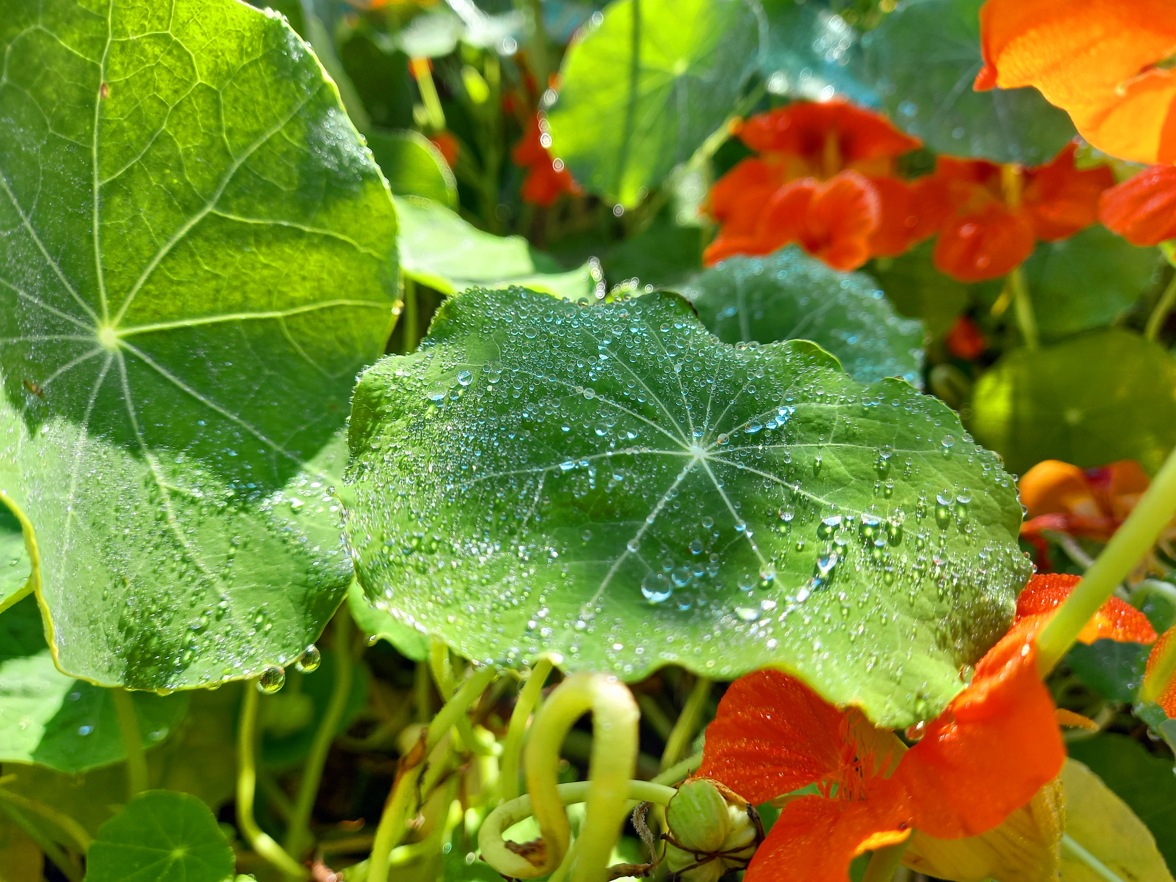 Photo de jardin crée par Beevel