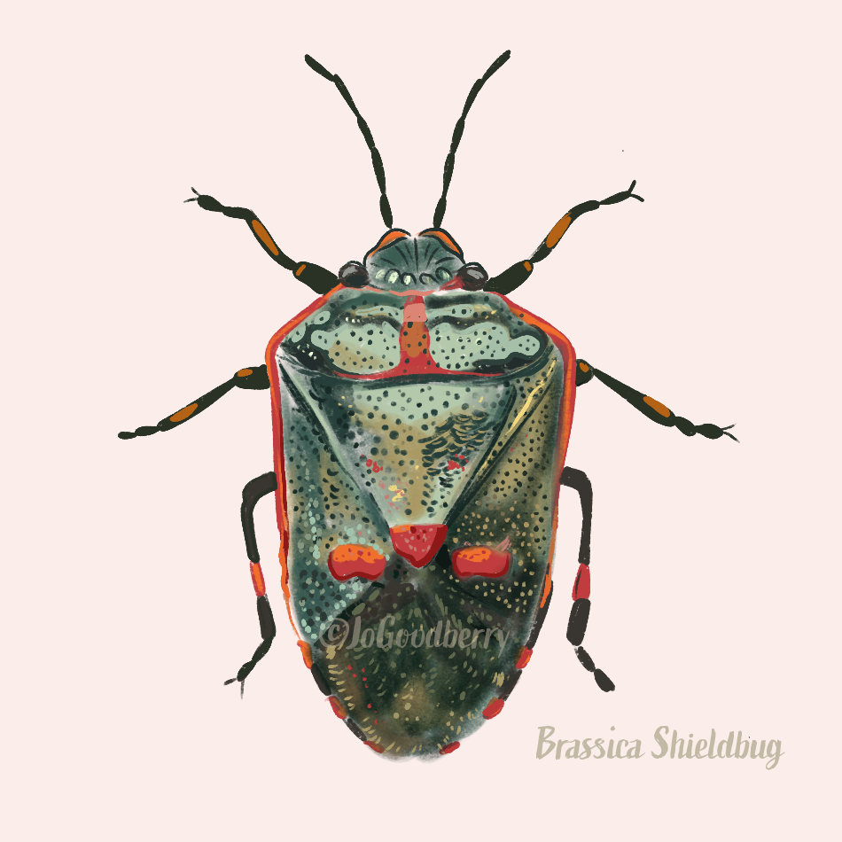 Jo Goodberry Shieldbug Brassica