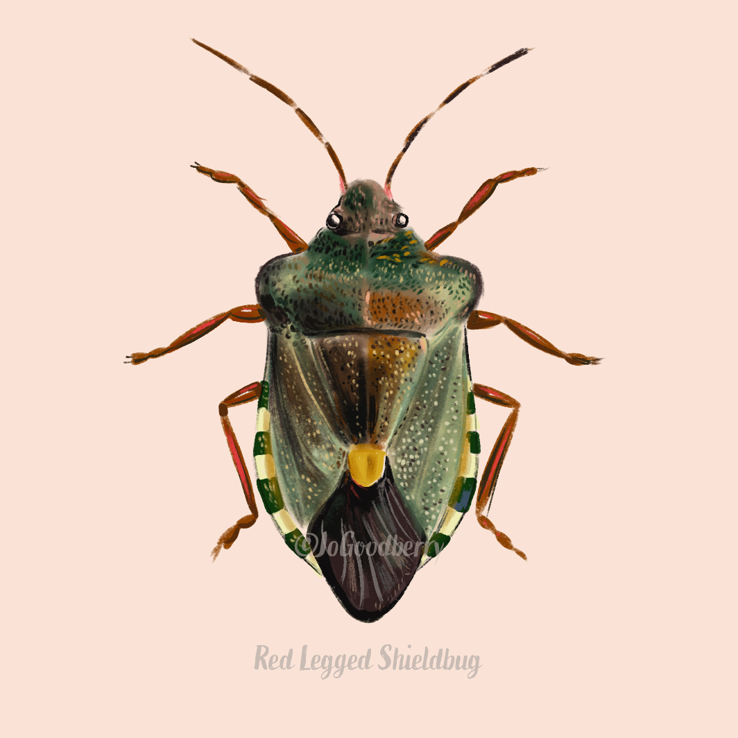 Jo Goodberry Shieldbug Red Legged