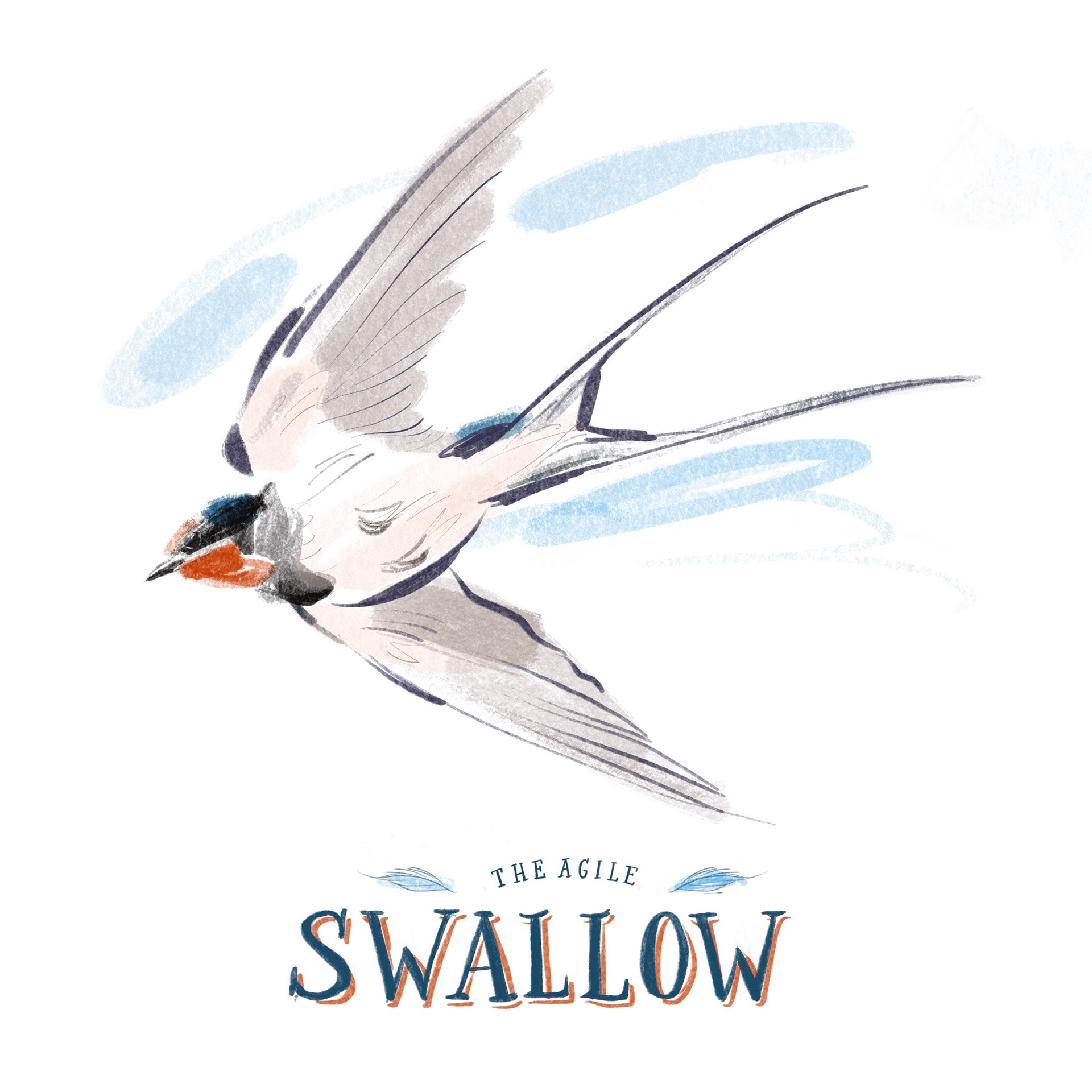 Swallow