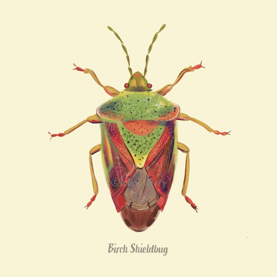 Jo Goodberry Shieldbug Birch