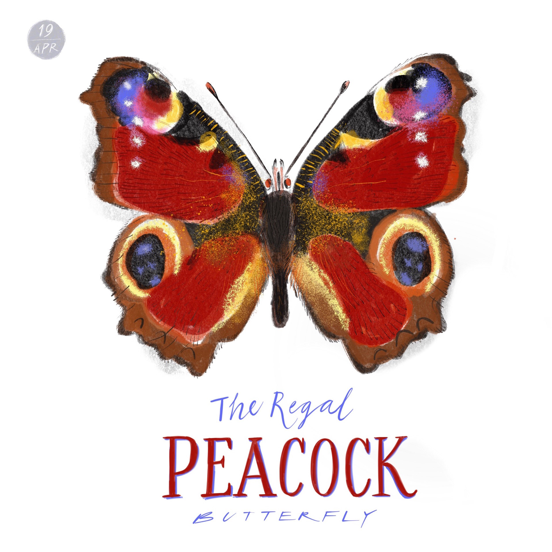 Peacock Butterfly