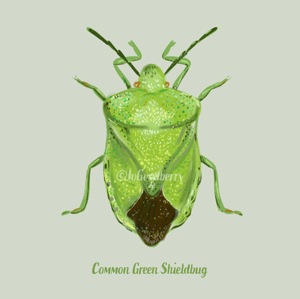 Jo Goodberry Shieldbug Common Green