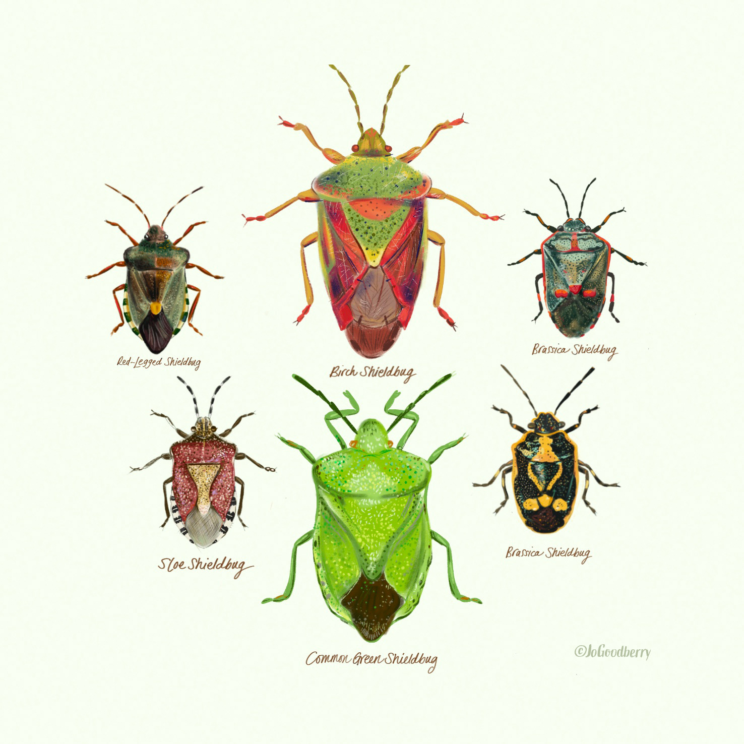 Jo Goodberry Shieldbug Group
