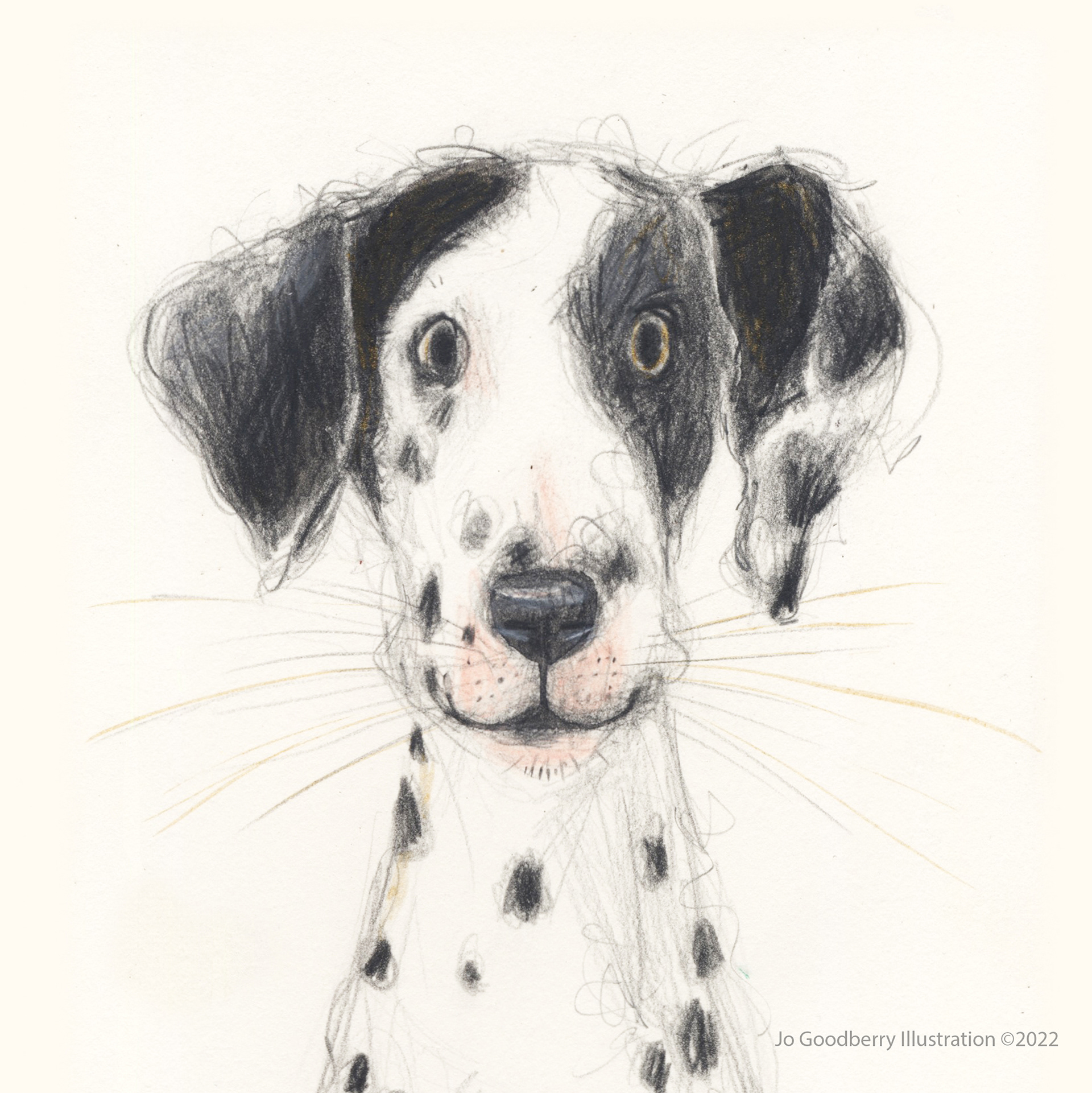 Zabka The Dalmation
