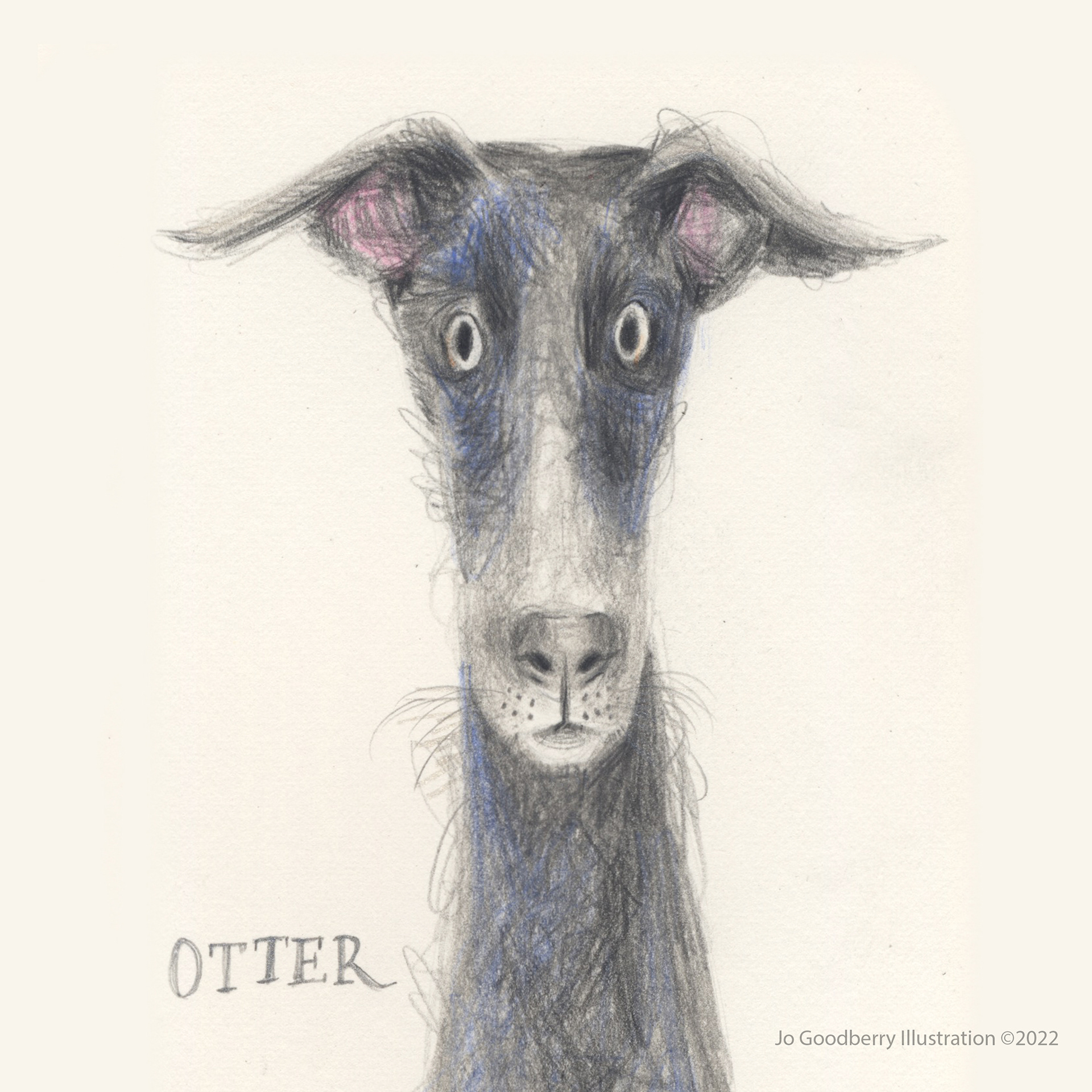 Otter The Whippet