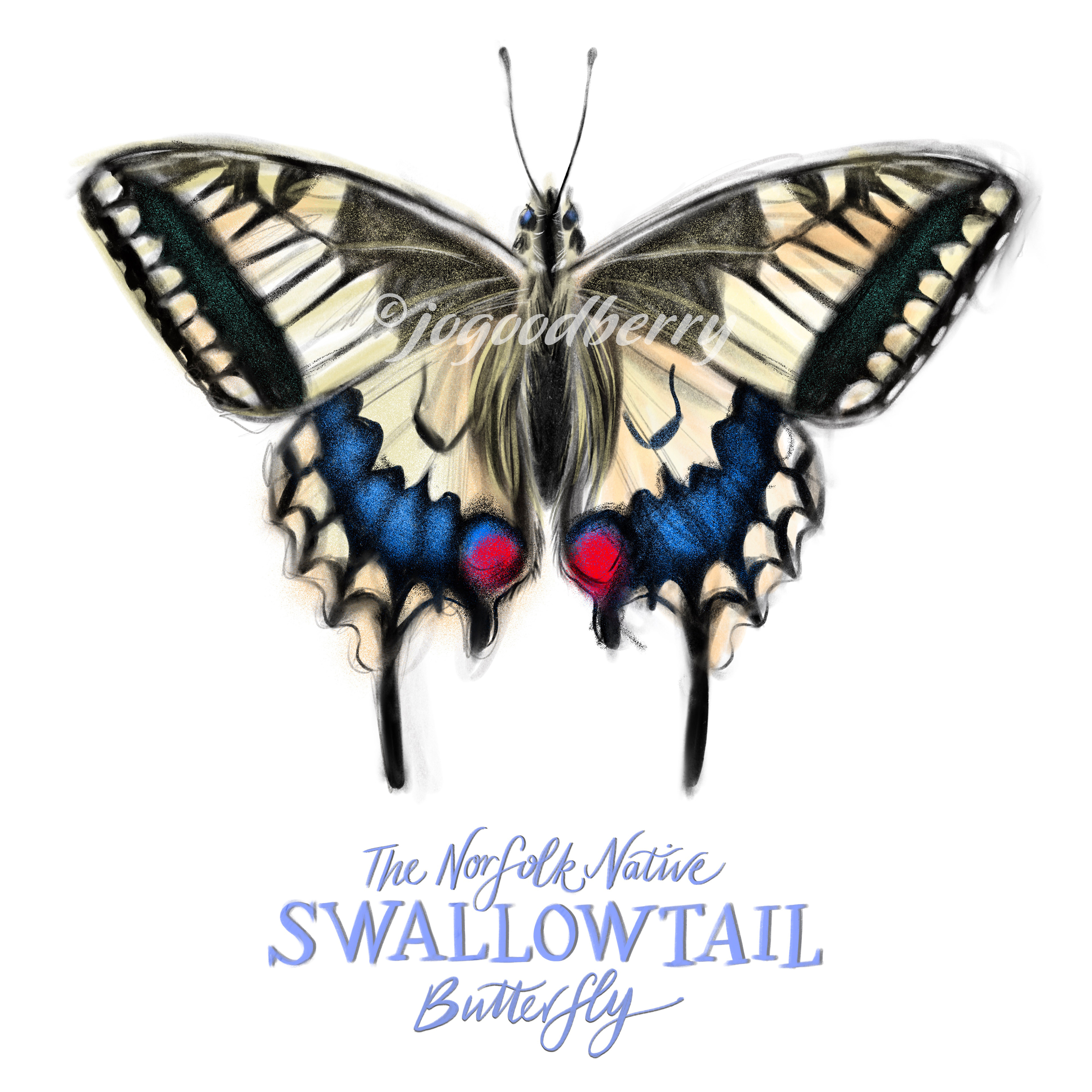 Swallowtail Butterfly