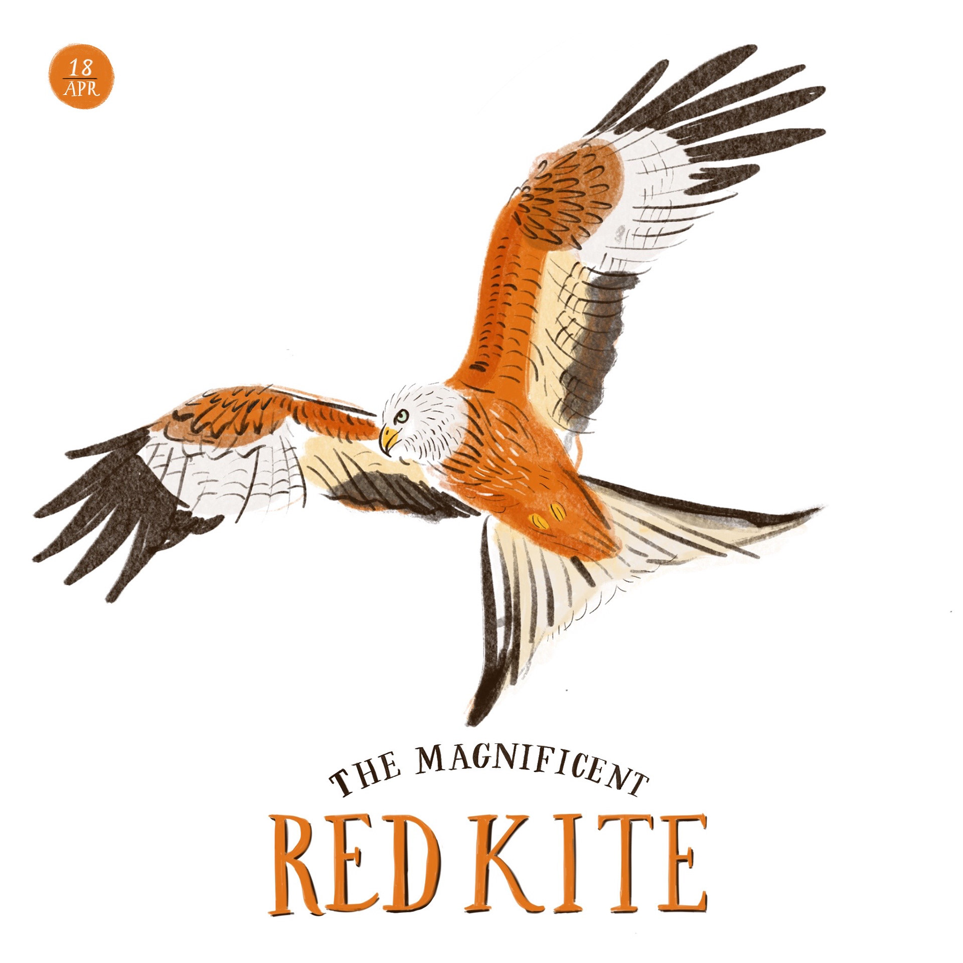 Red Kite