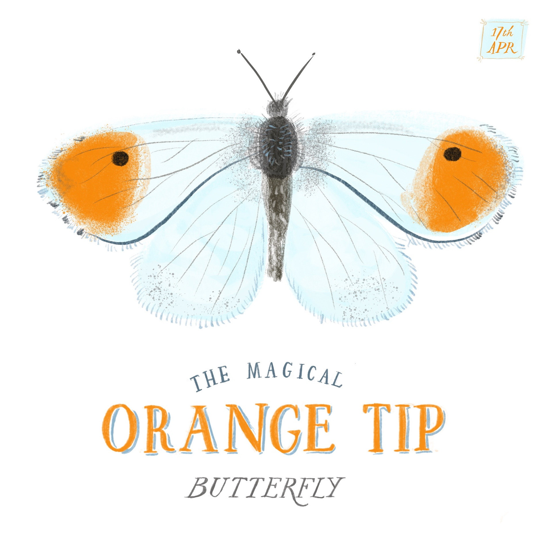 Orange Tip Butterfly