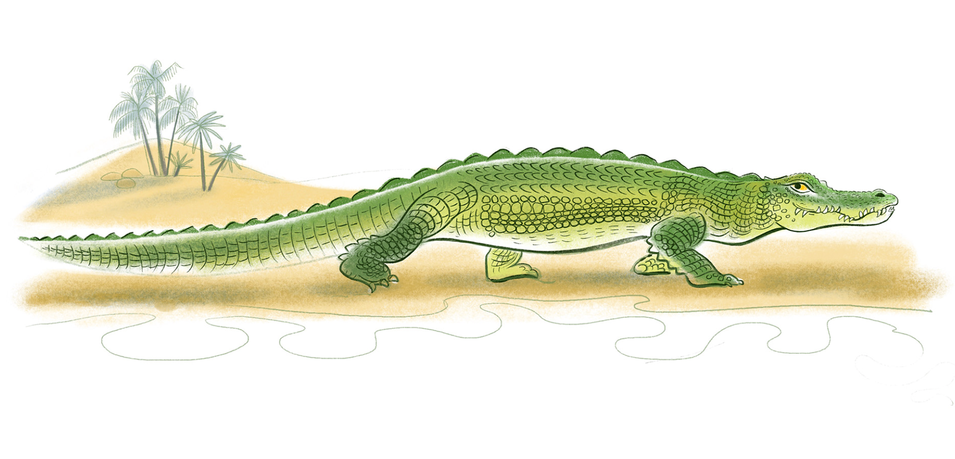 Illustration of green nile crocodile walking along the river bank