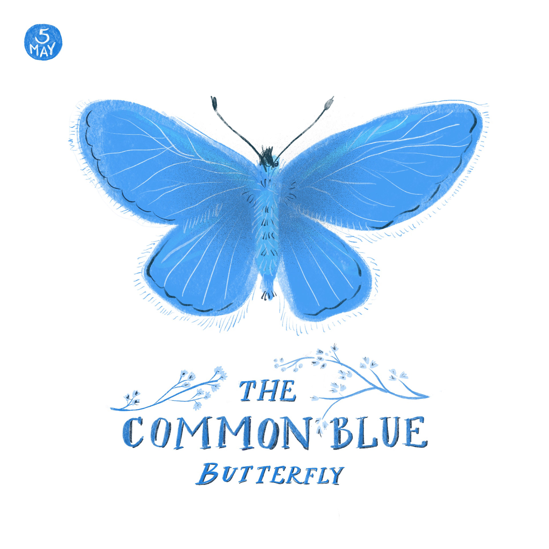 Common Blue Butterfly