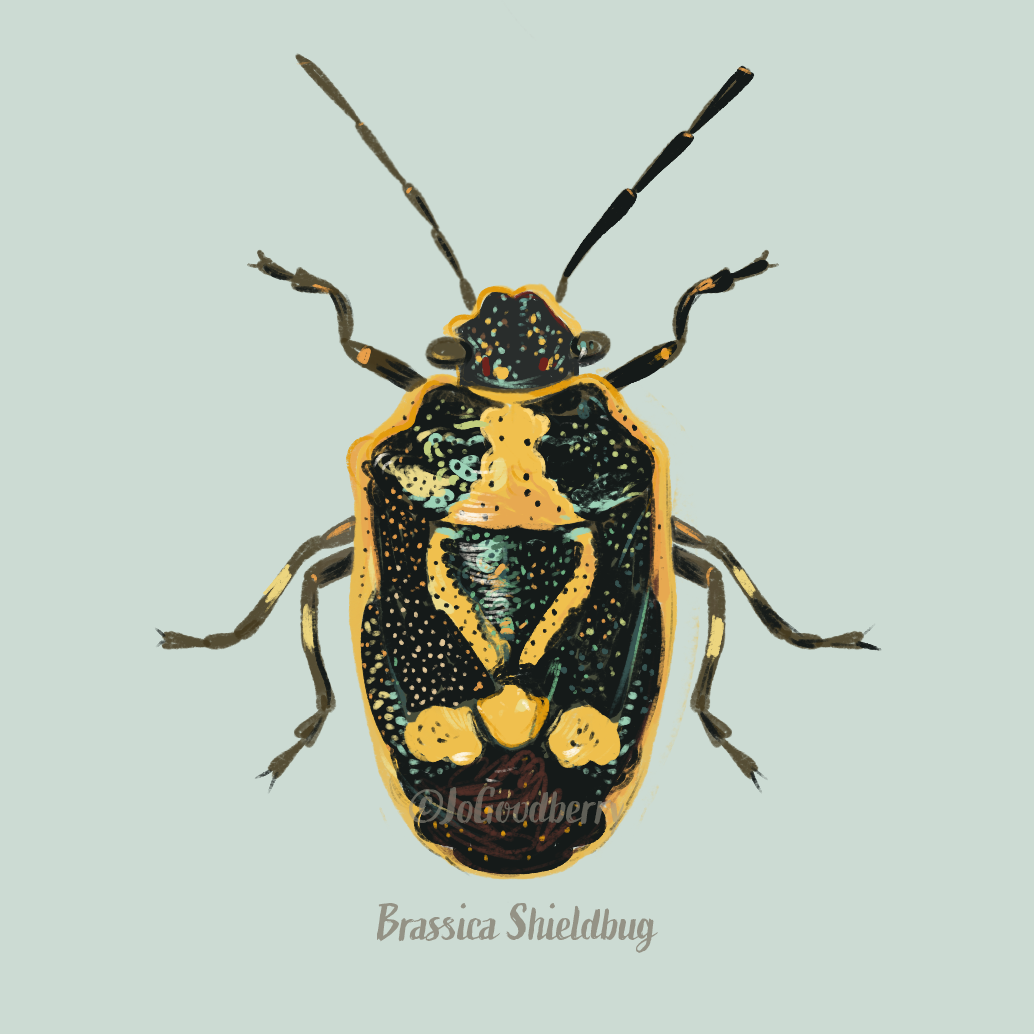 Jo Goodberry Shieldbug Brassica