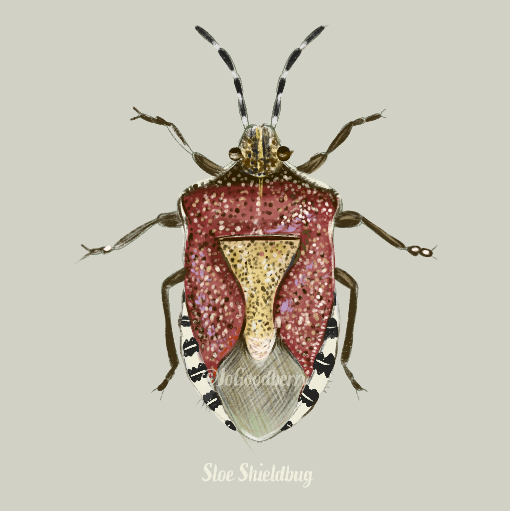 Jo Goodberry Shieldbug Sloe