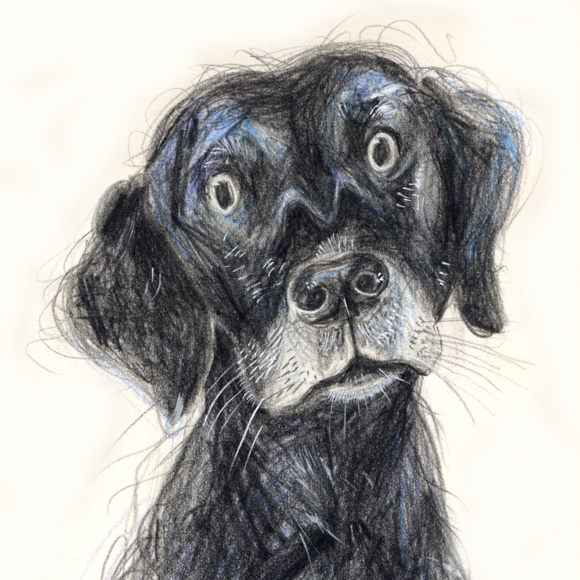 Wisteria the Labrador
