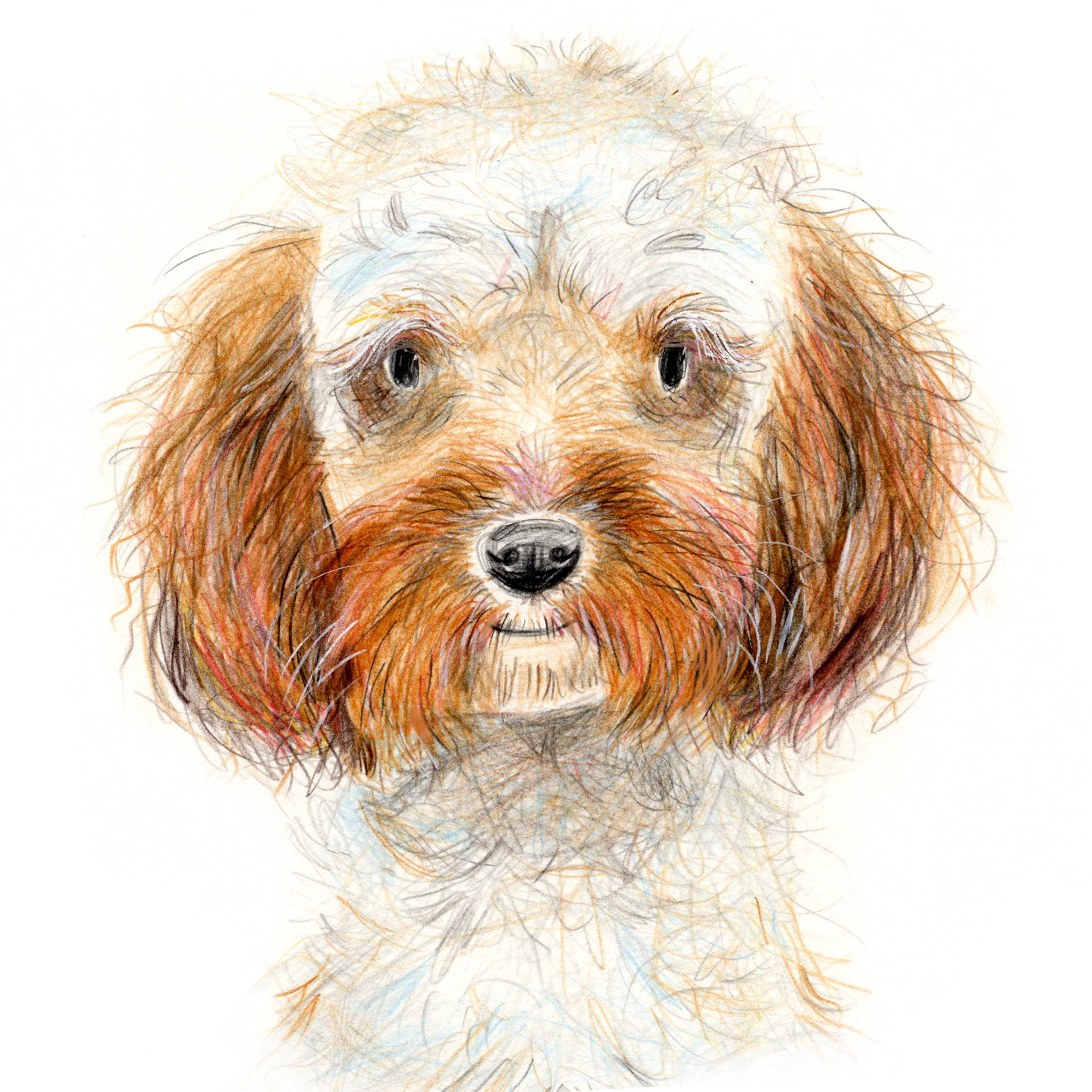 Benji The Cavapoo