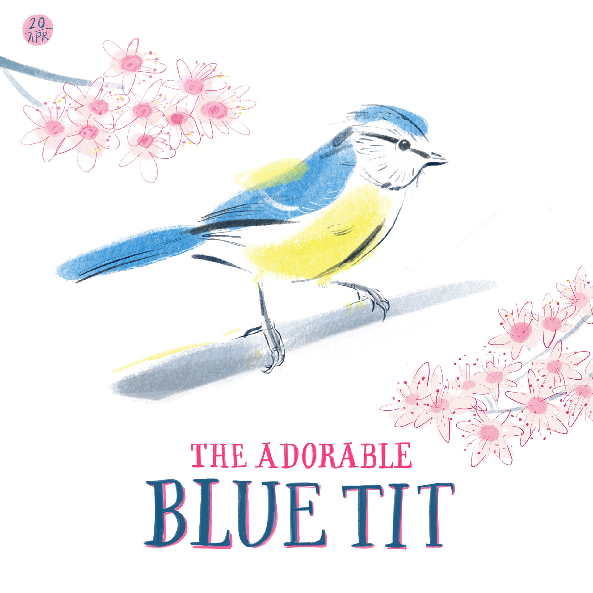 Blue Tit