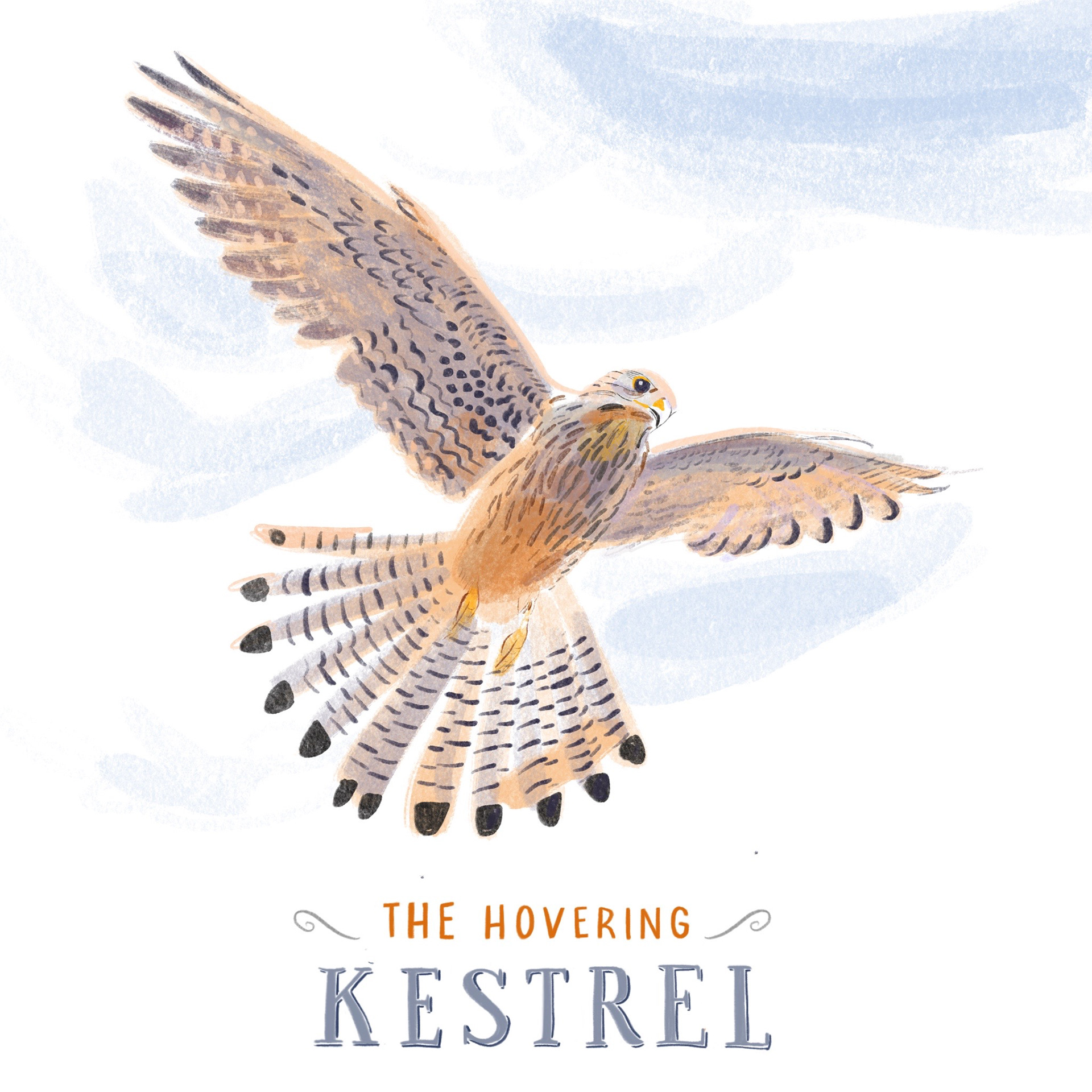 Kestrel