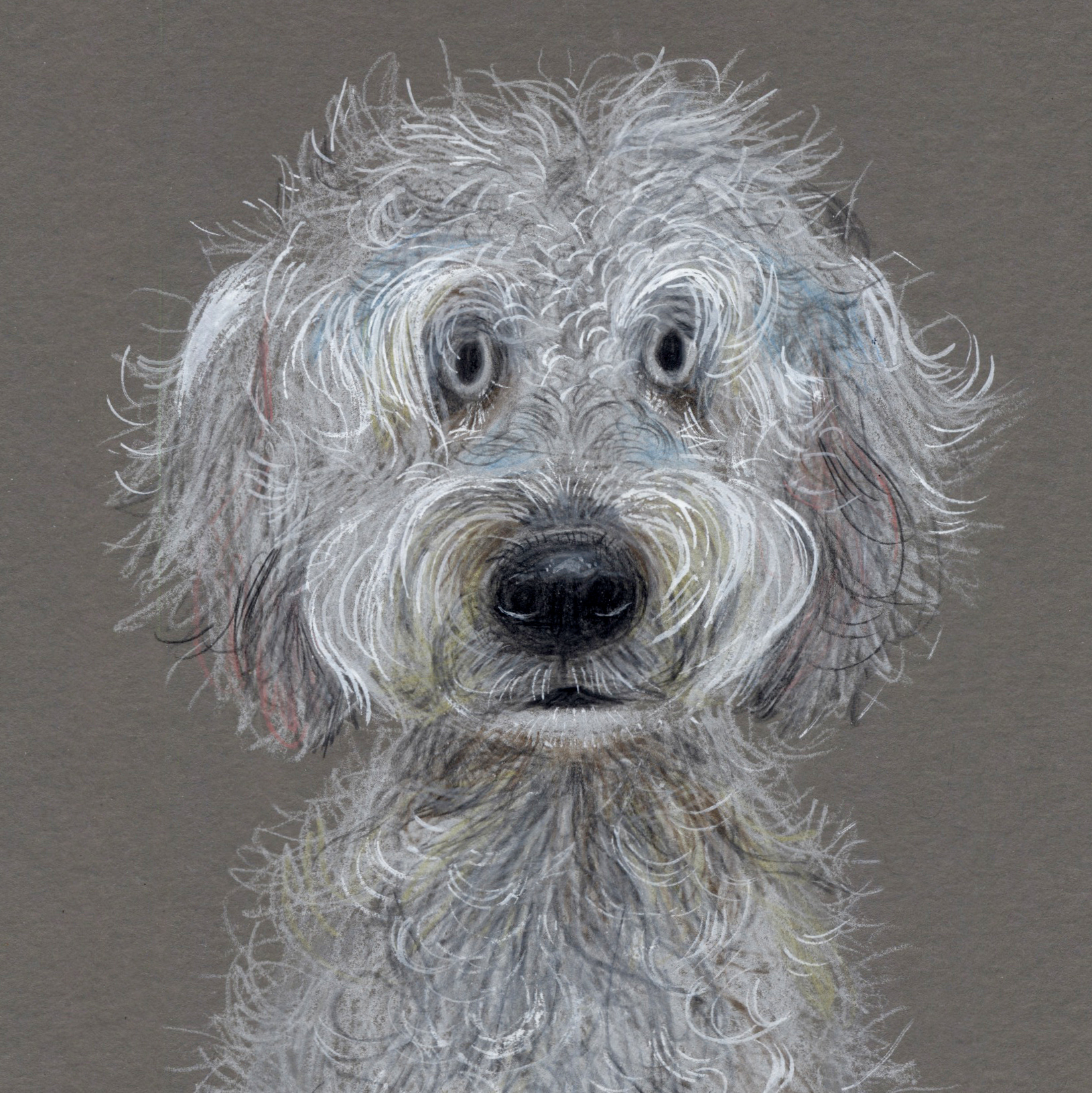 Jasper the Mini Golden Doodle