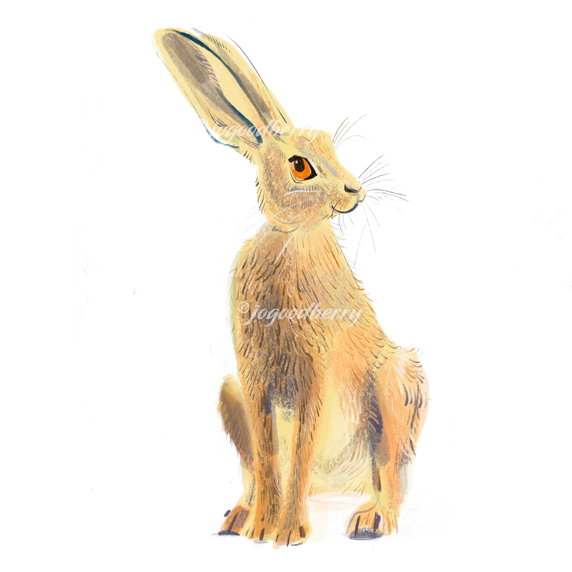 Hare