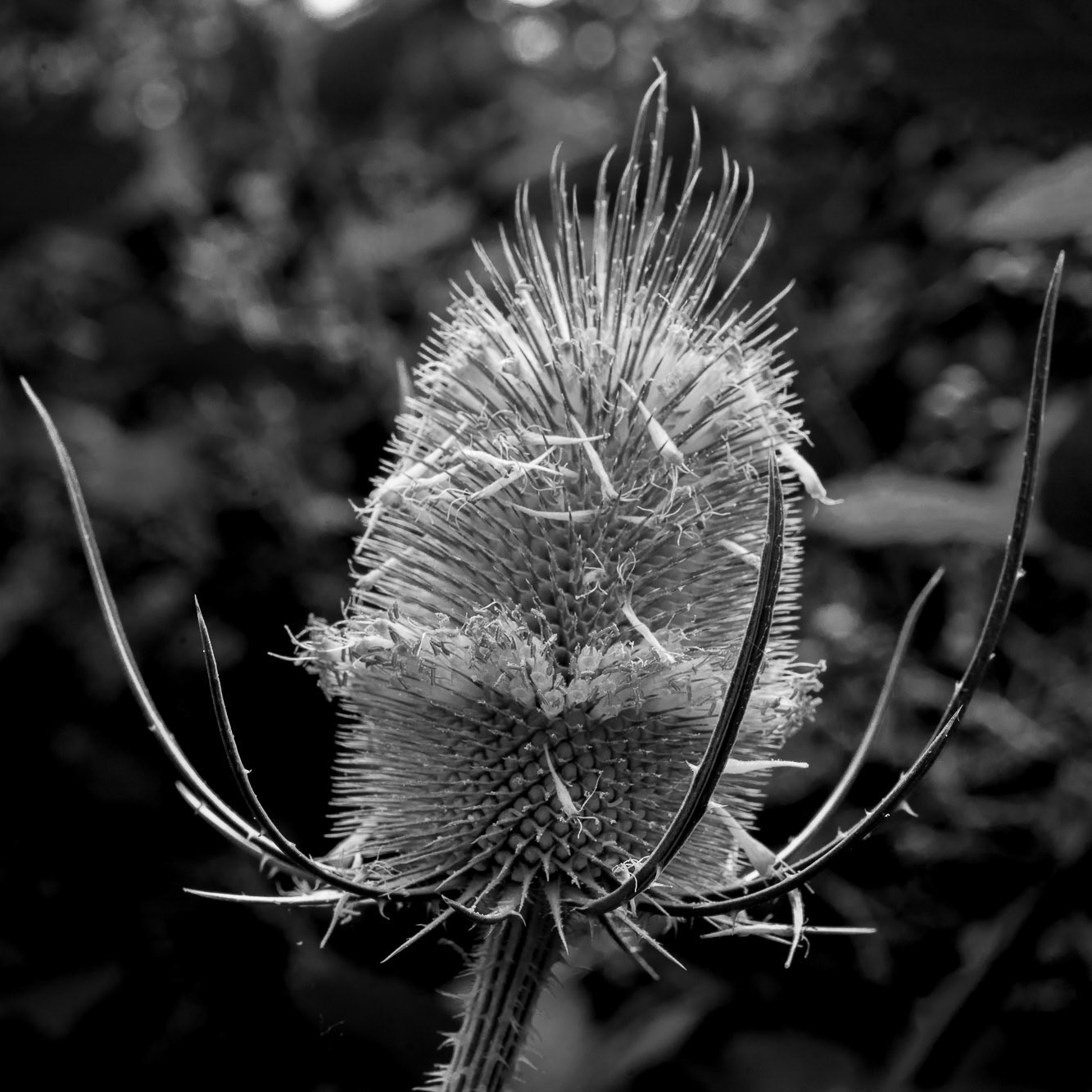Wild Teasel