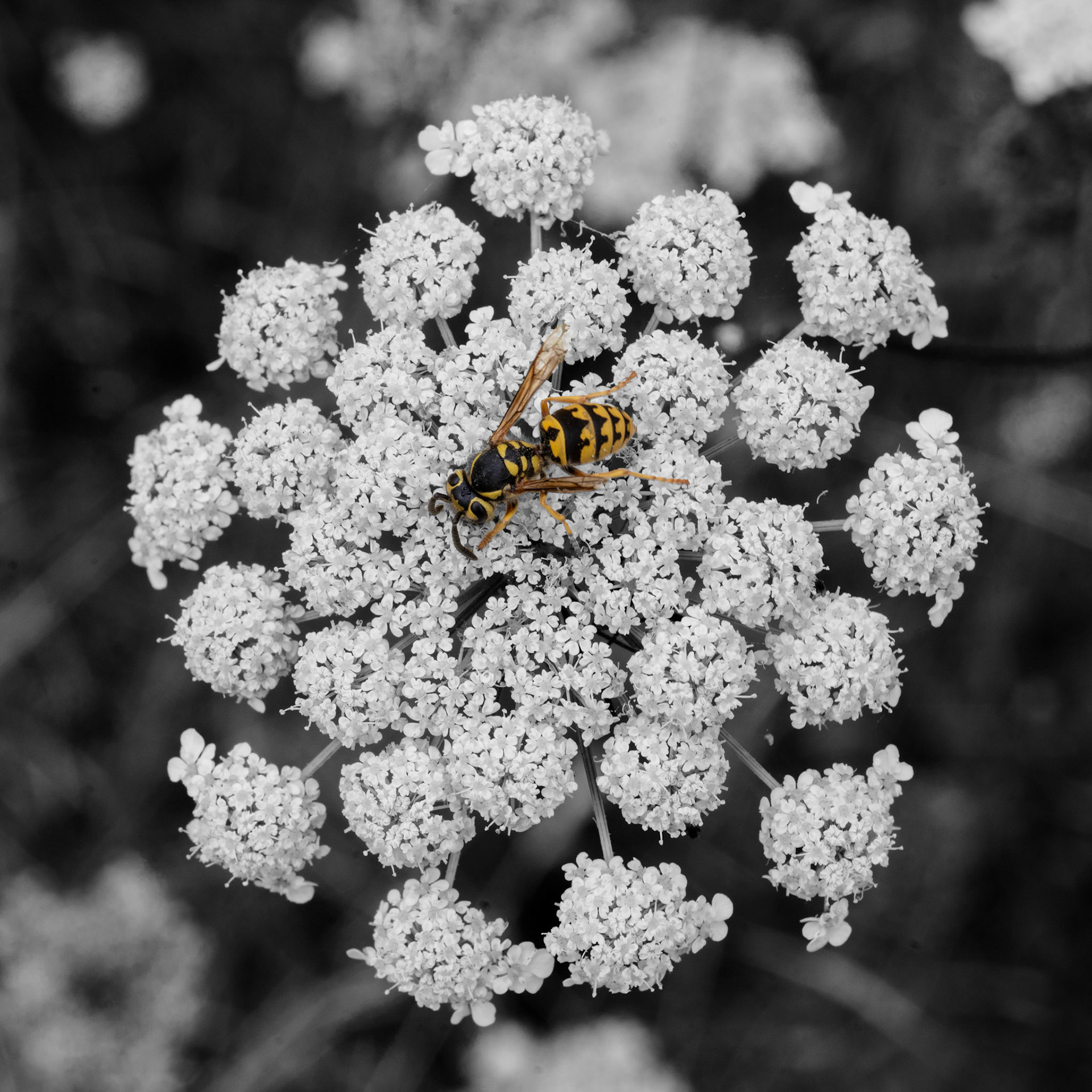 Toothpick Weed &amp; Friend