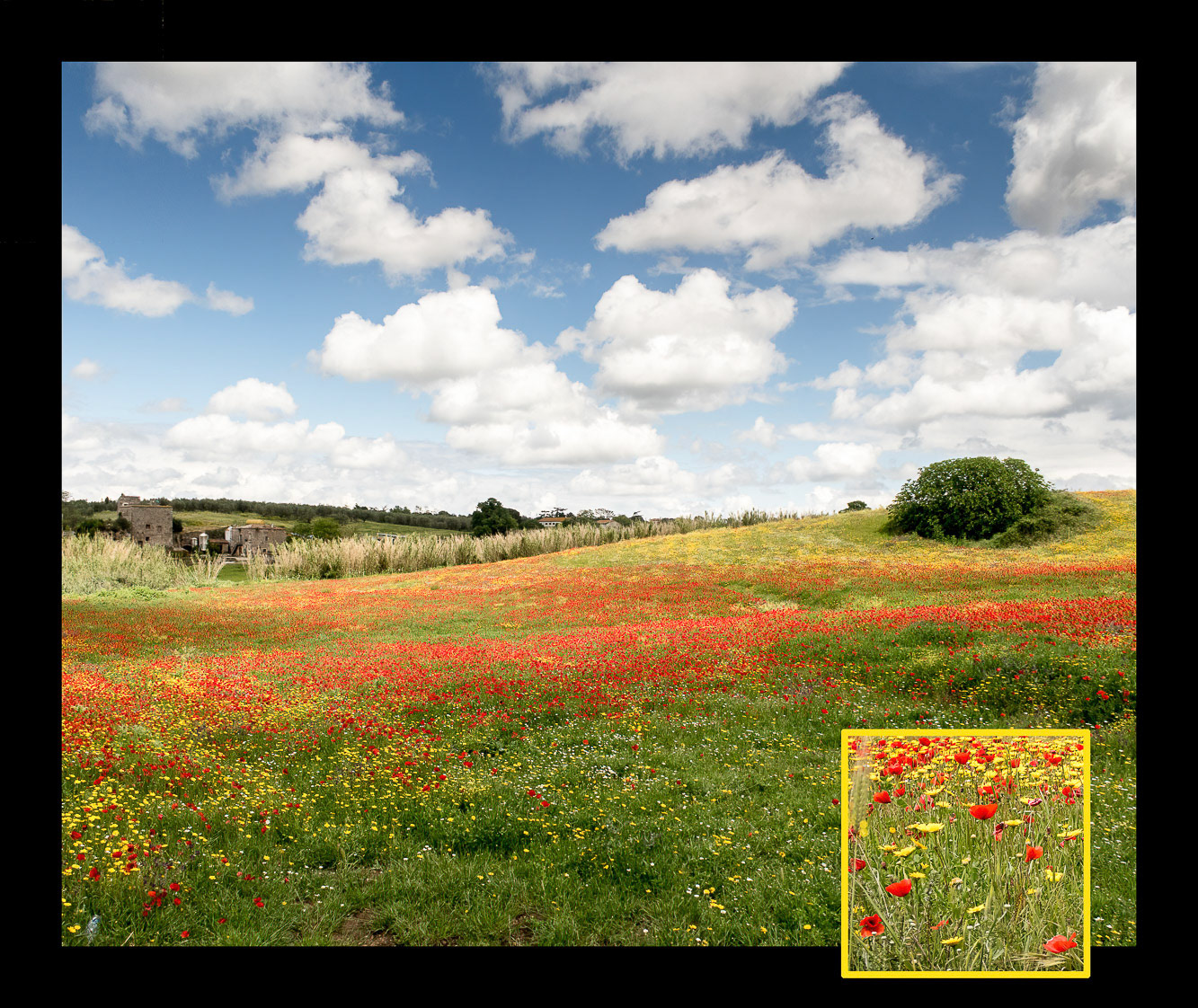 Poppies - This springtime view of a poppy field in Viterbo Italy literally invites the camera.