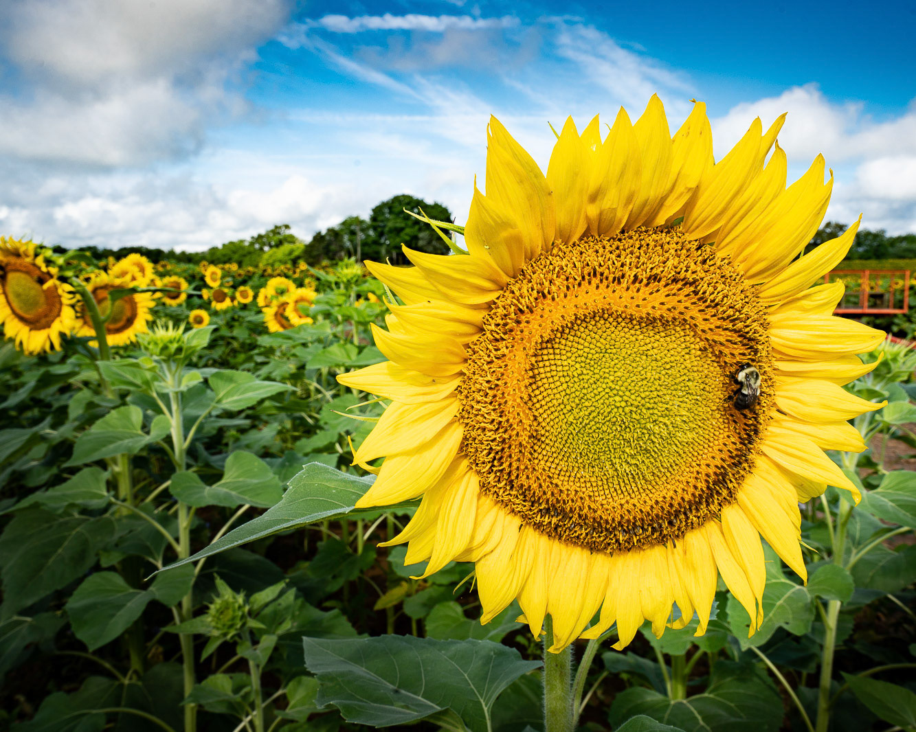 Sunny Sip - This honey bee has as lot of real estate to scour at the Sunflower Farm at Smith Perry Berries Ooltewah, TN