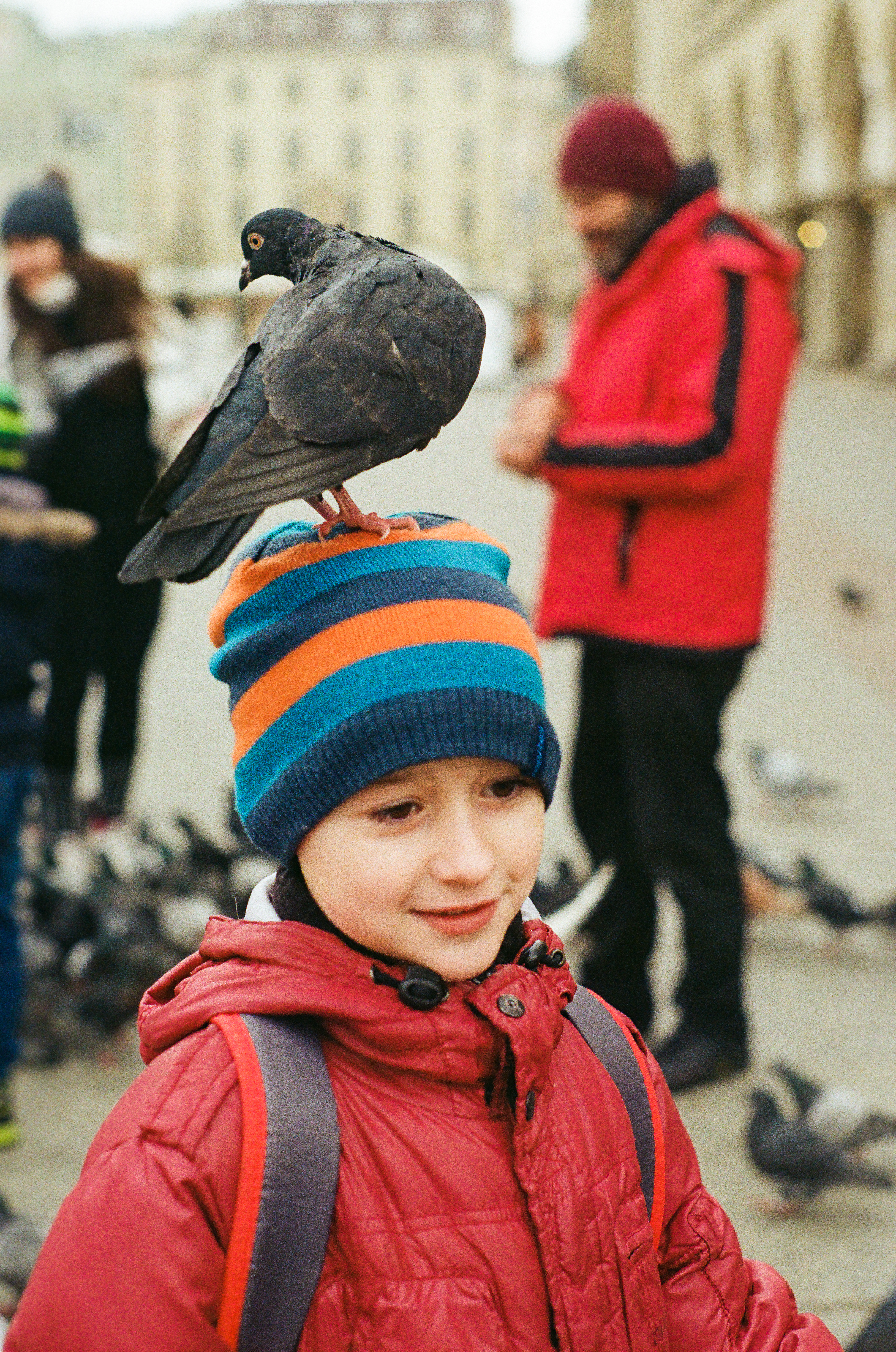 Pigeon gymnastics - 2019
