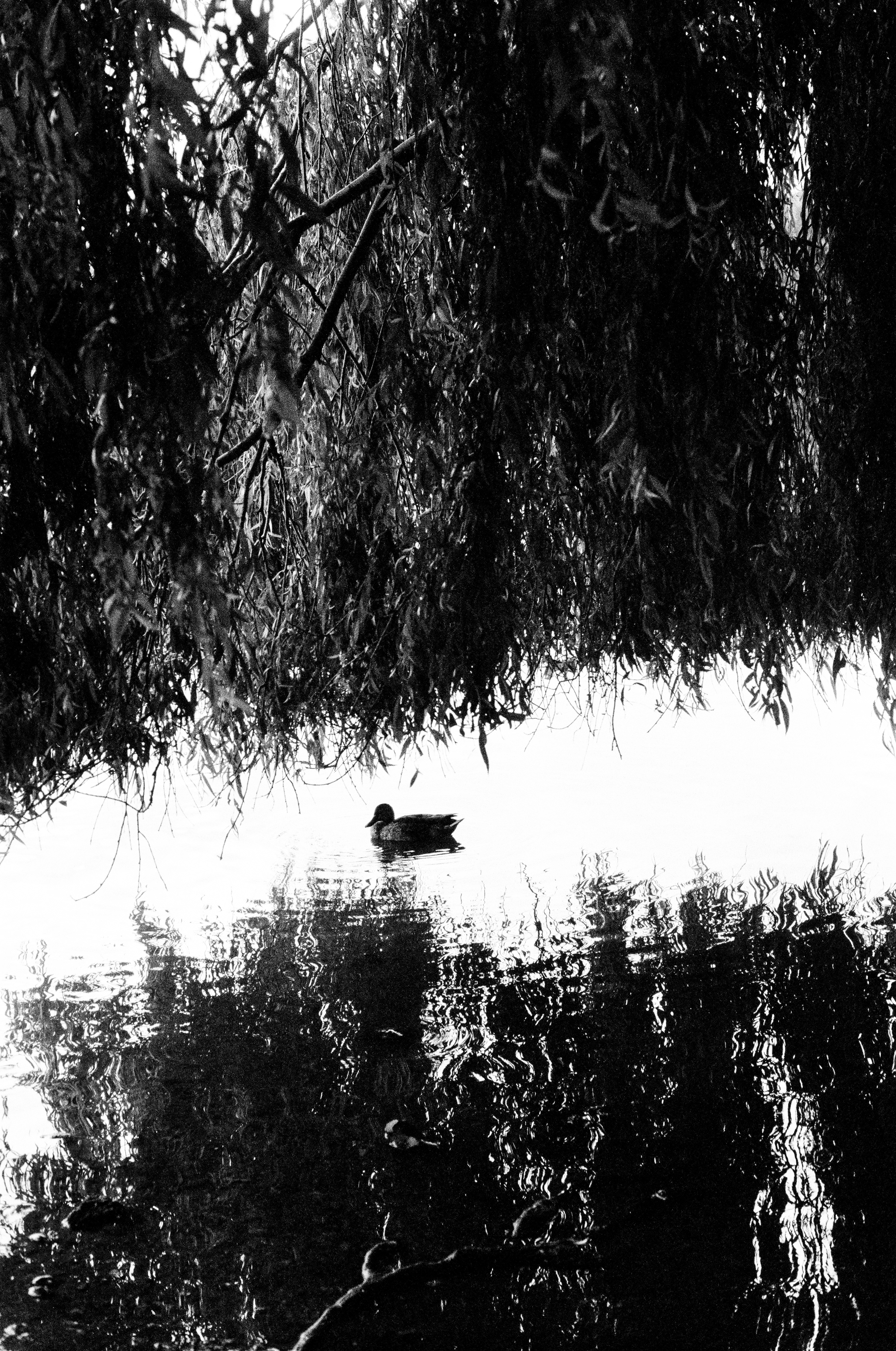 Single mallard - 2020
