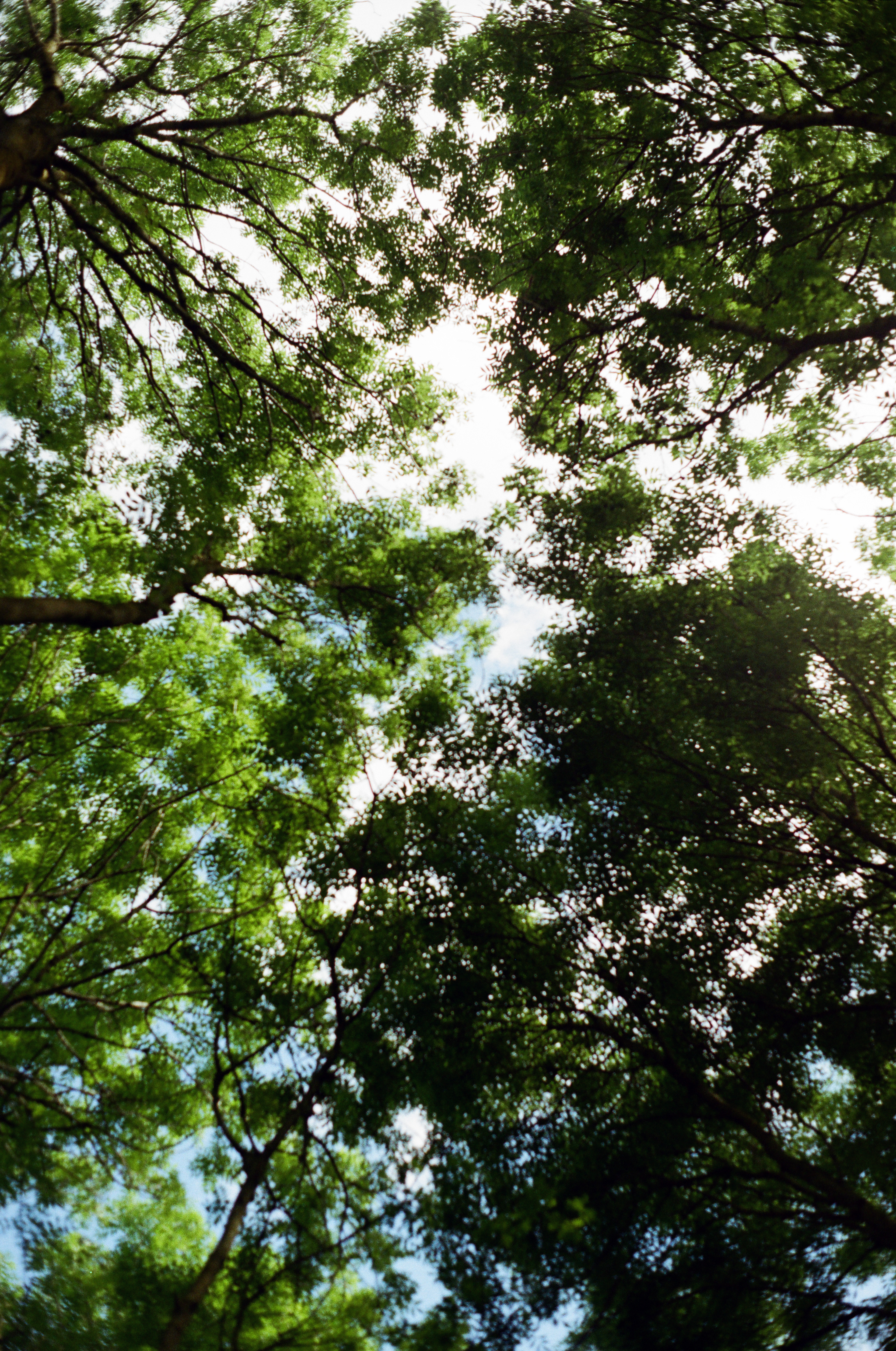 Leaf gazing - 2022