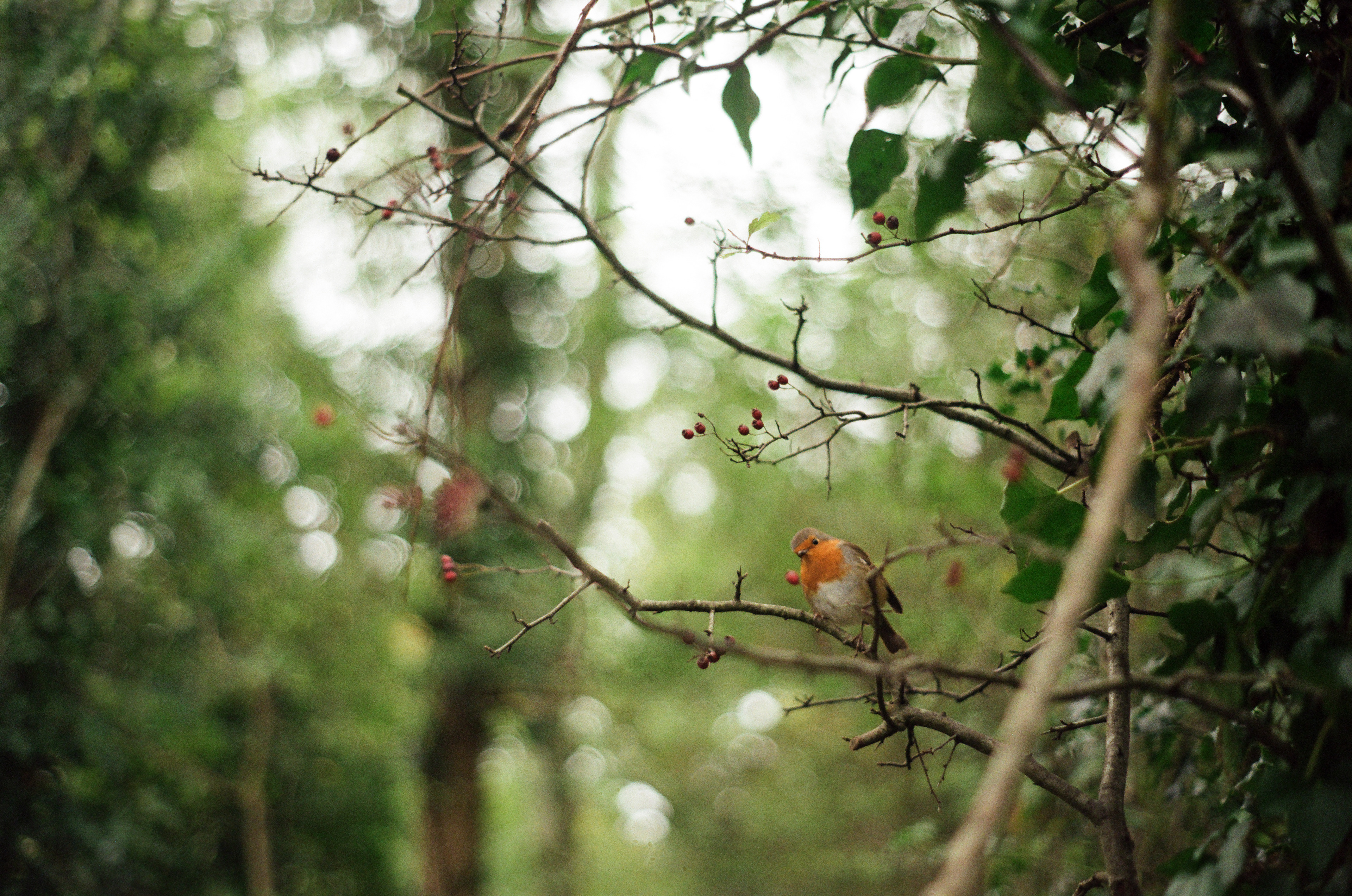Curious robin - 2022