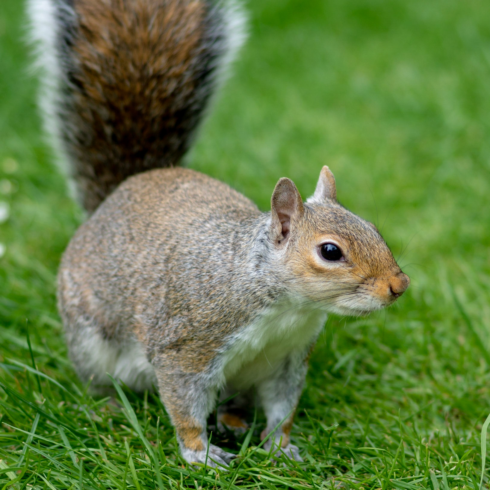 Spotted this little chap in Holland Park, London.