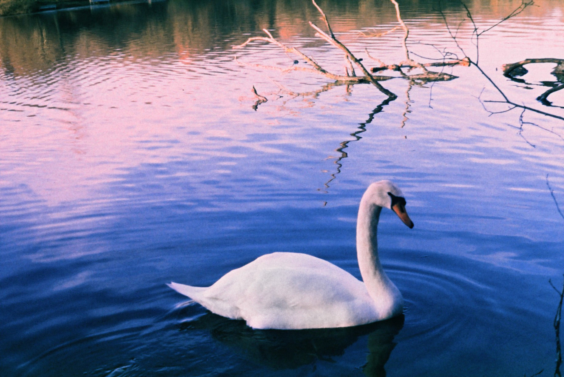 In December put some slide film in my Soviet FED 4 camera. I forgor about the film for a while, and after gettign it back, I found this swan waiting for me.