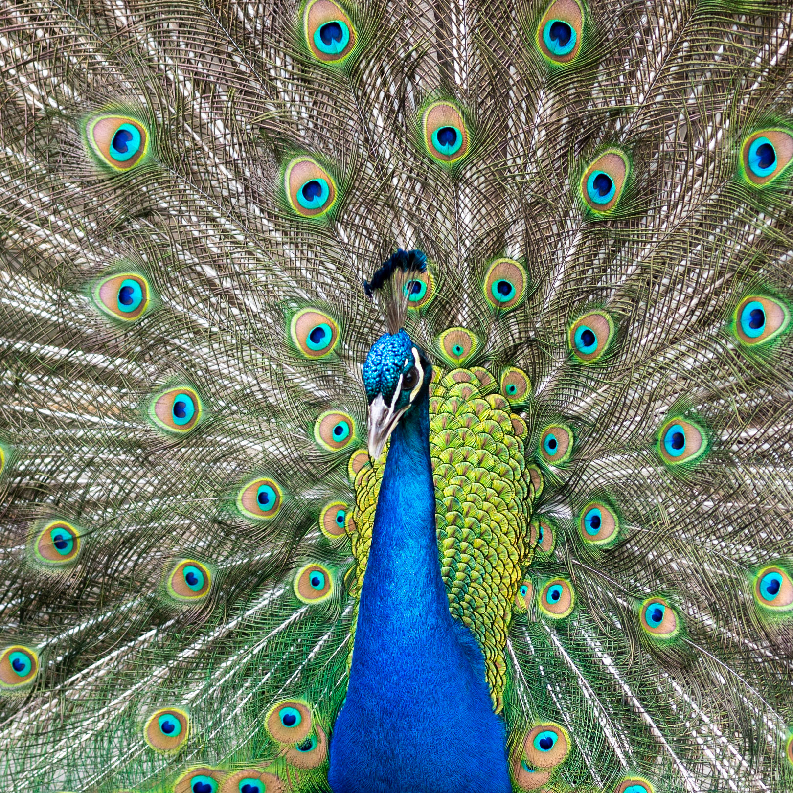 More friends from Holland Park. This Hansom chap was busy trying to spook some unbothered London pigeons away by shaking his plumage.