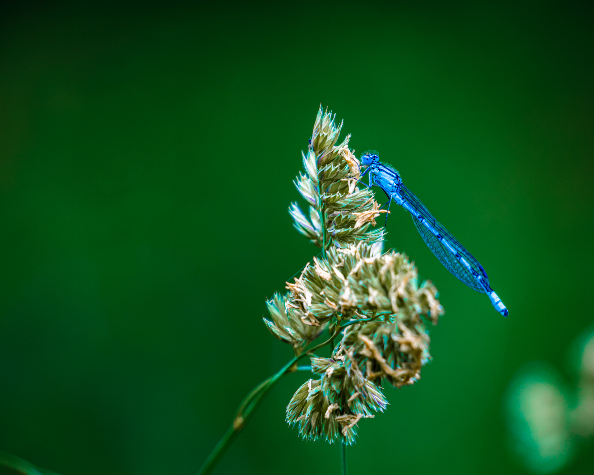 Damselfly