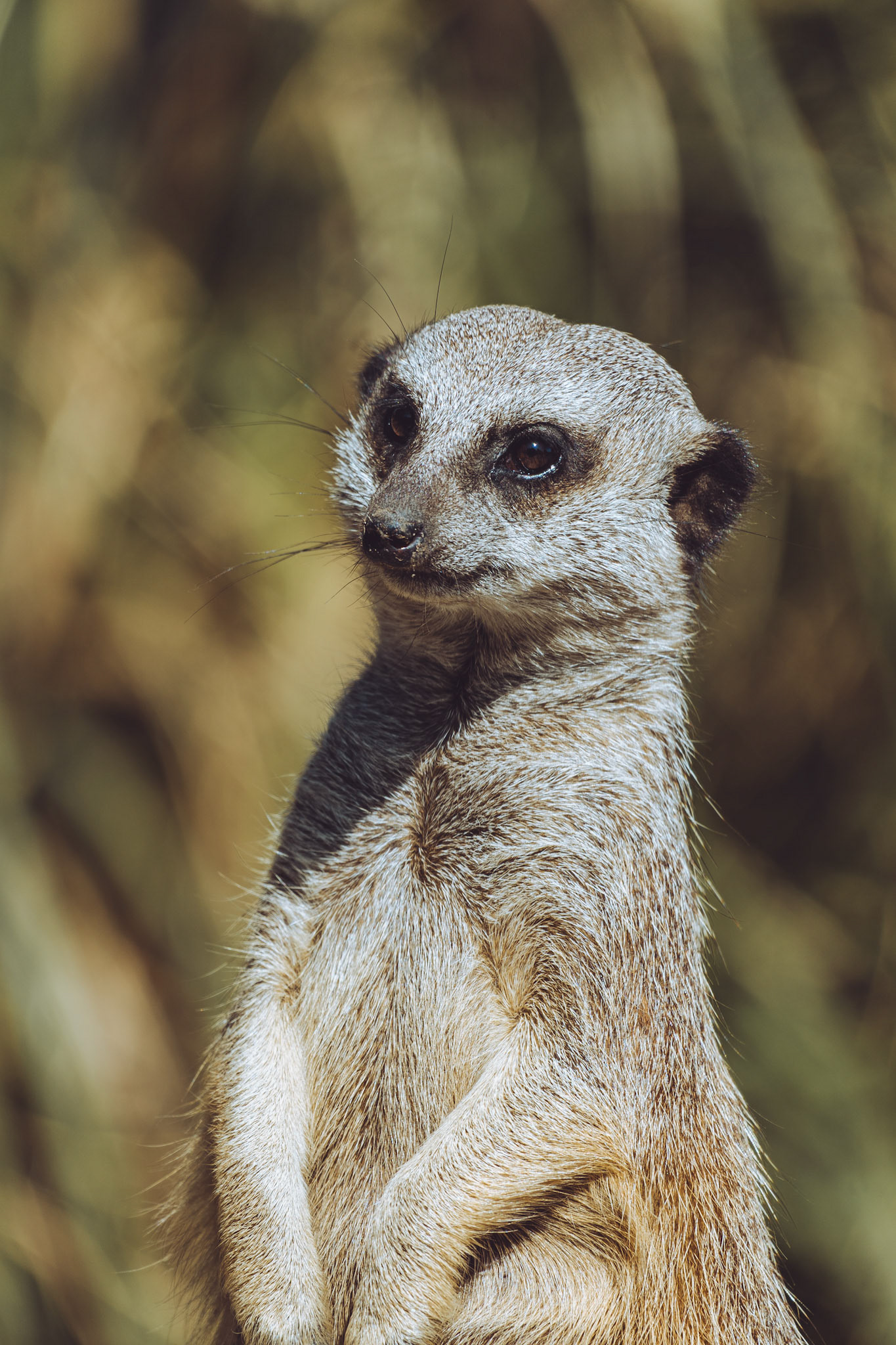 Meerkat